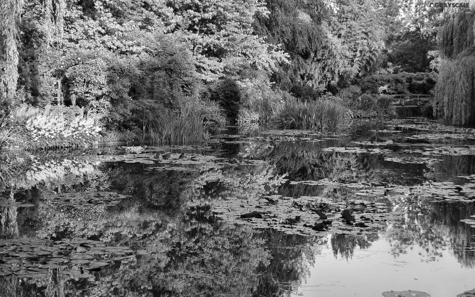 summer, Pond - car, green