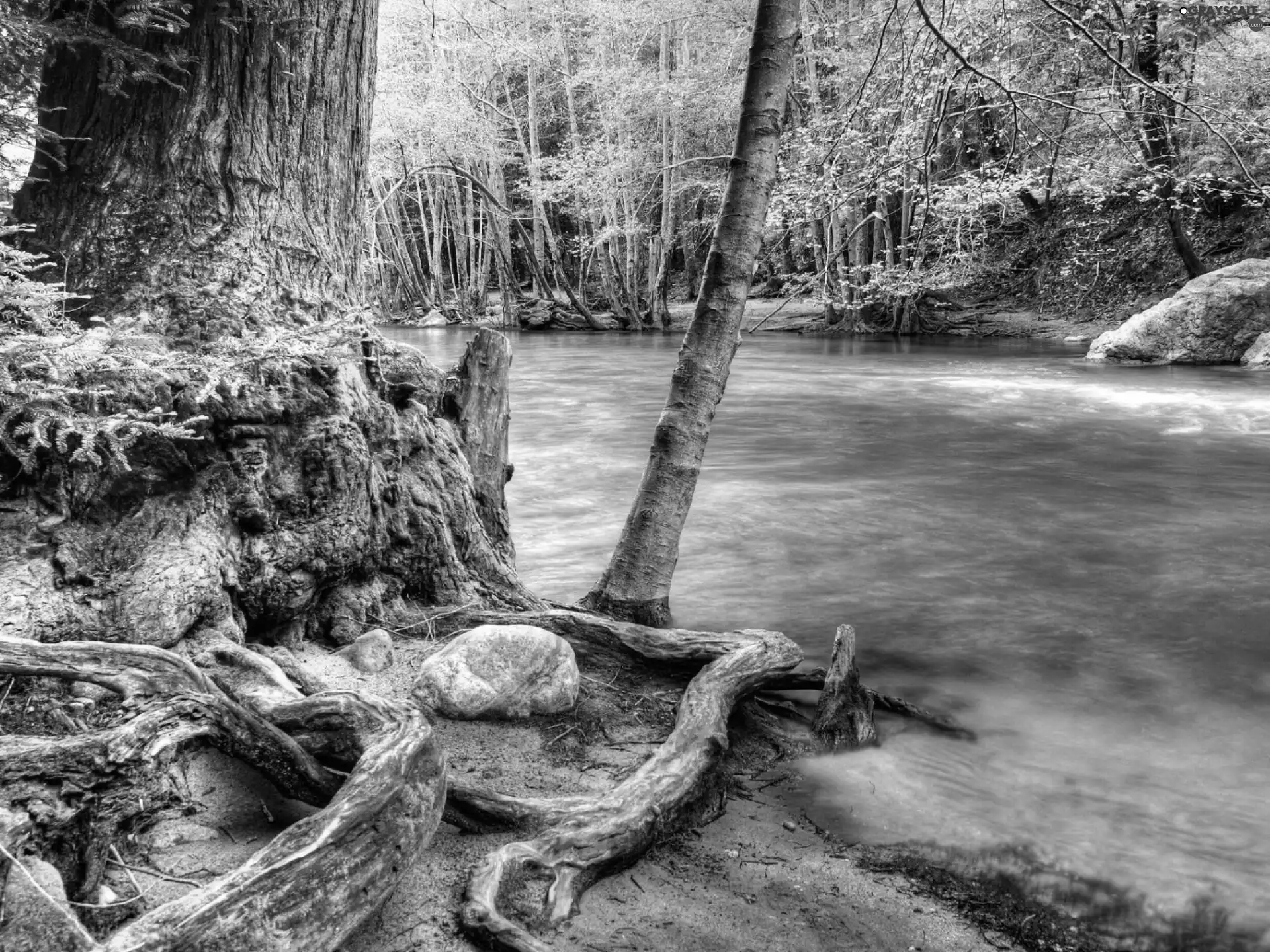 green, forest, River