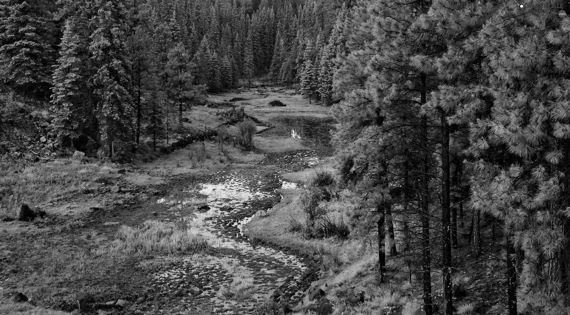 green, forest, River