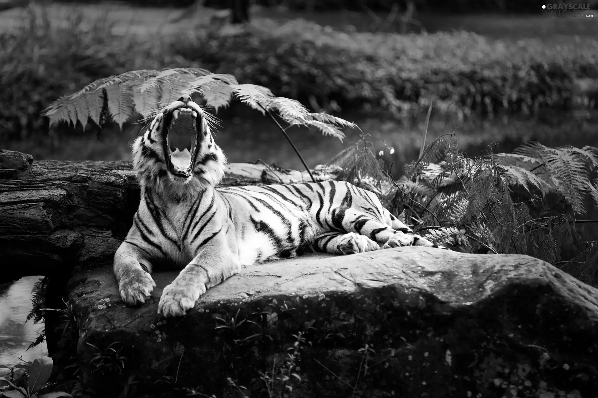 green, tiger, rocks