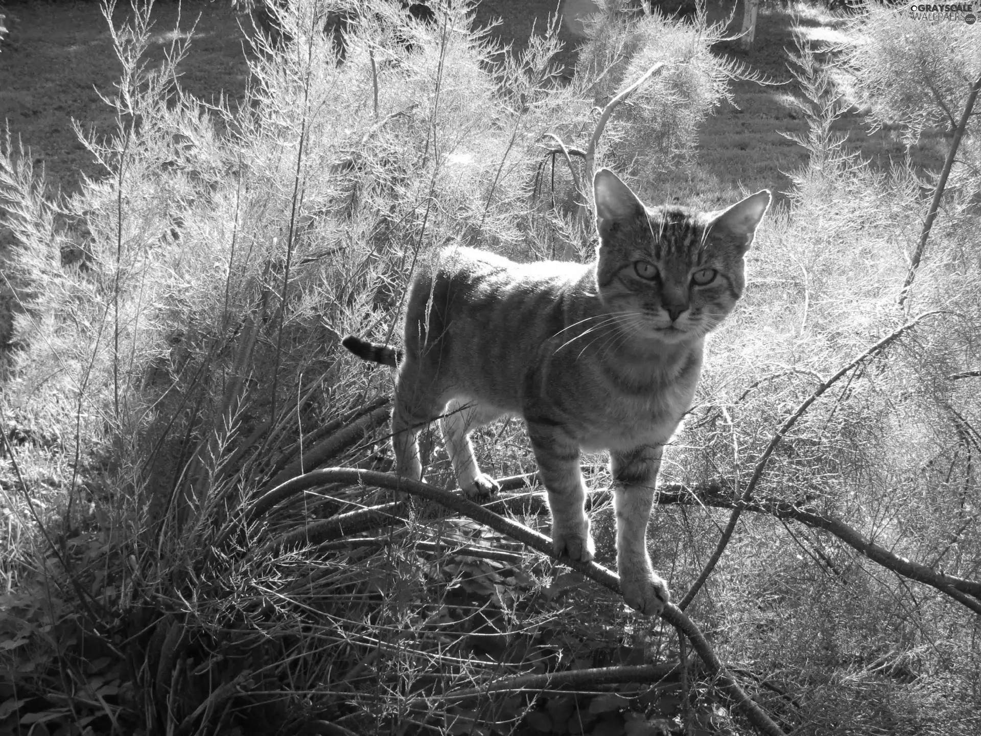 small, branch pics, green, kitten