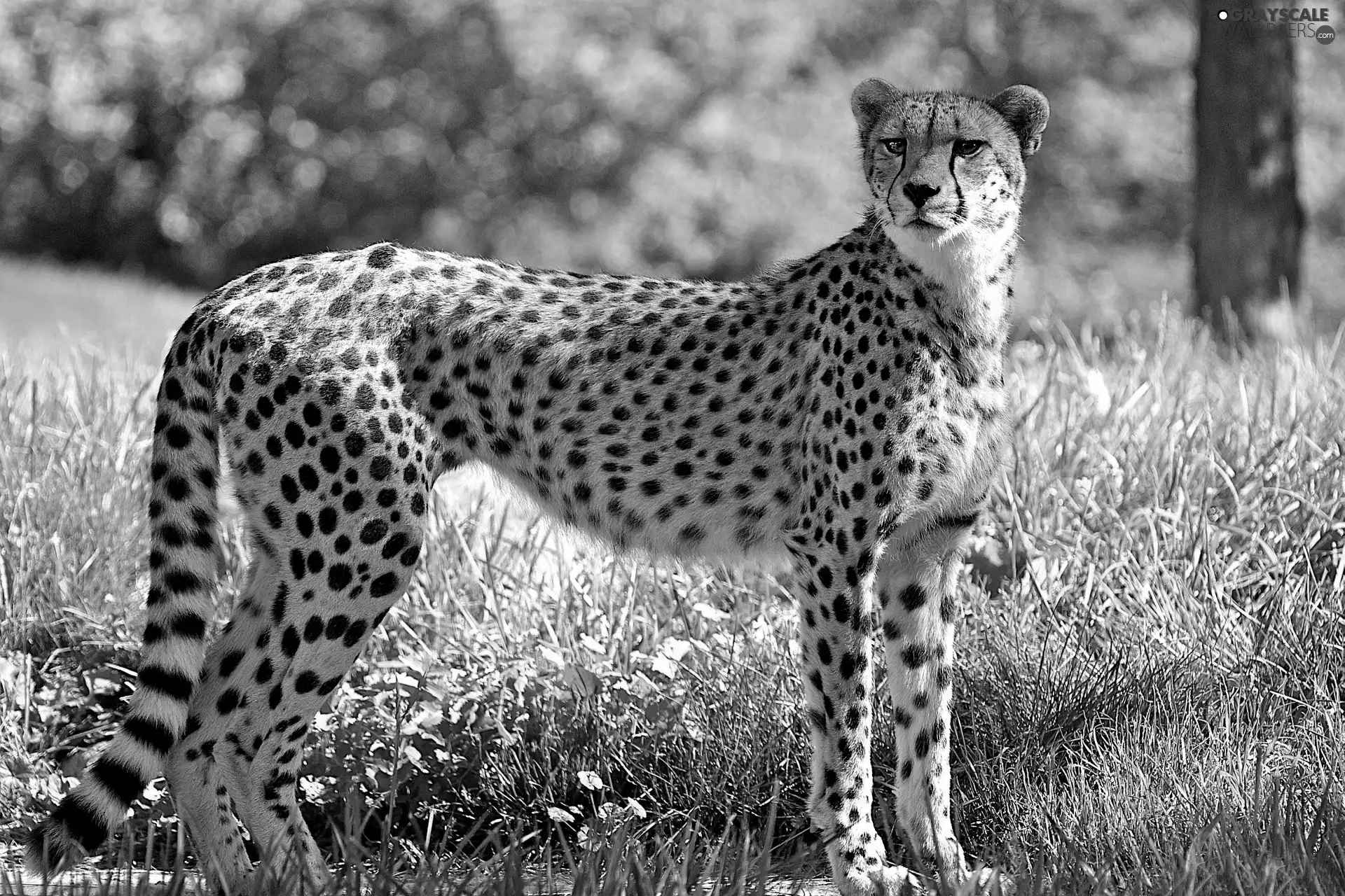 green, Cheetah, spots