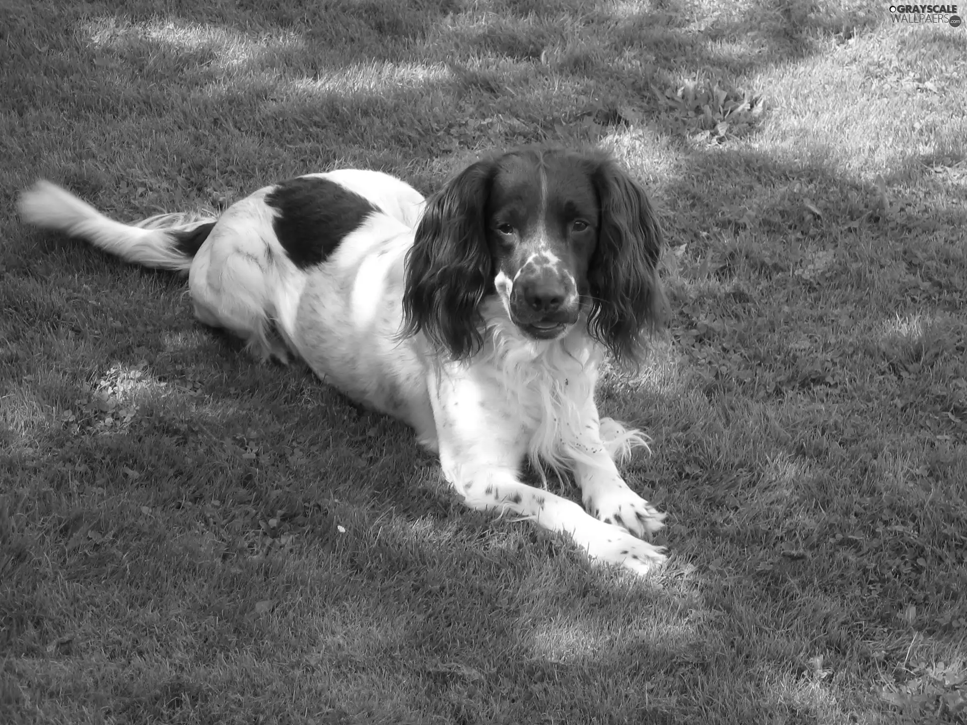 grass, English Springer Spaniel, Green