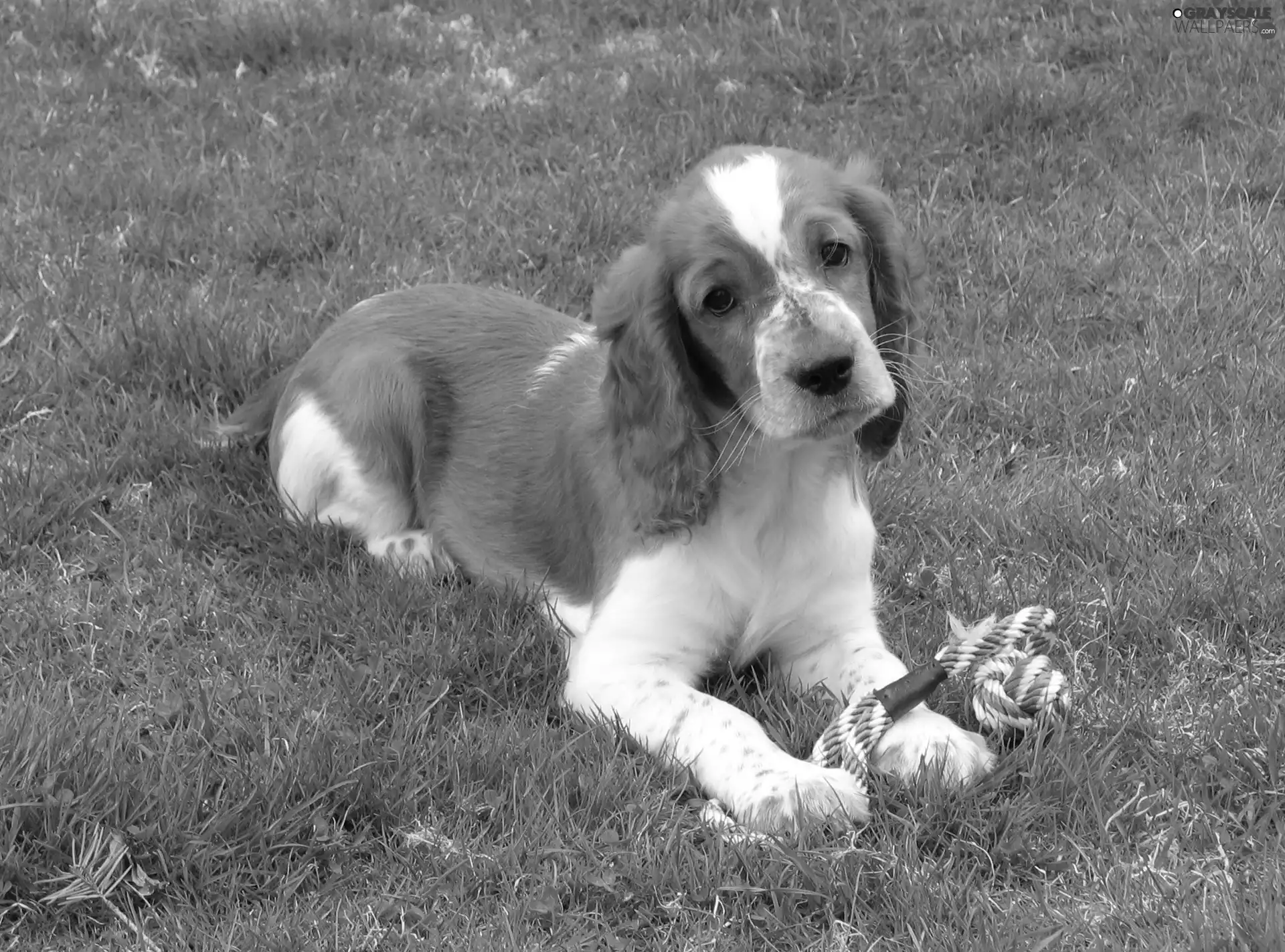 grass, Welsh Springer Spaniel, Green