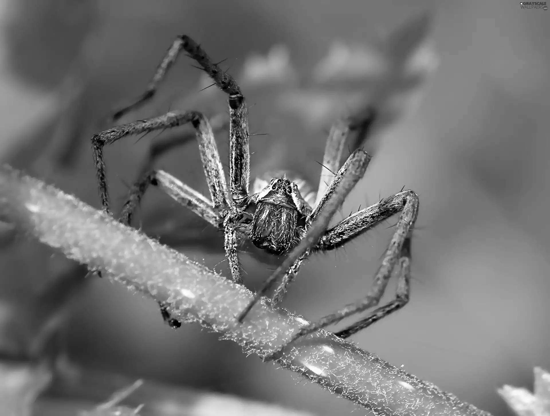 green, Spider, stalk