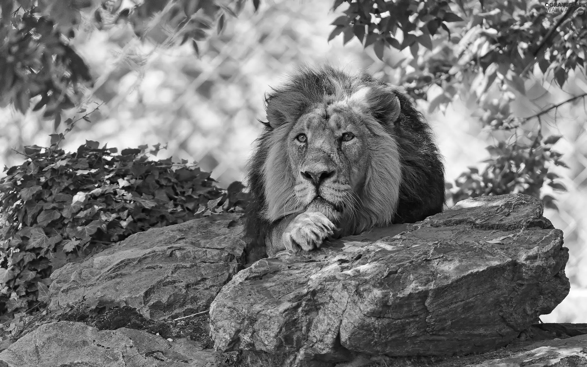 green, Lion, stone