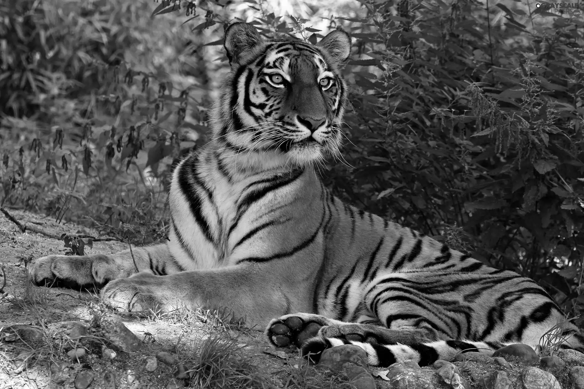 green, tiger, Stones