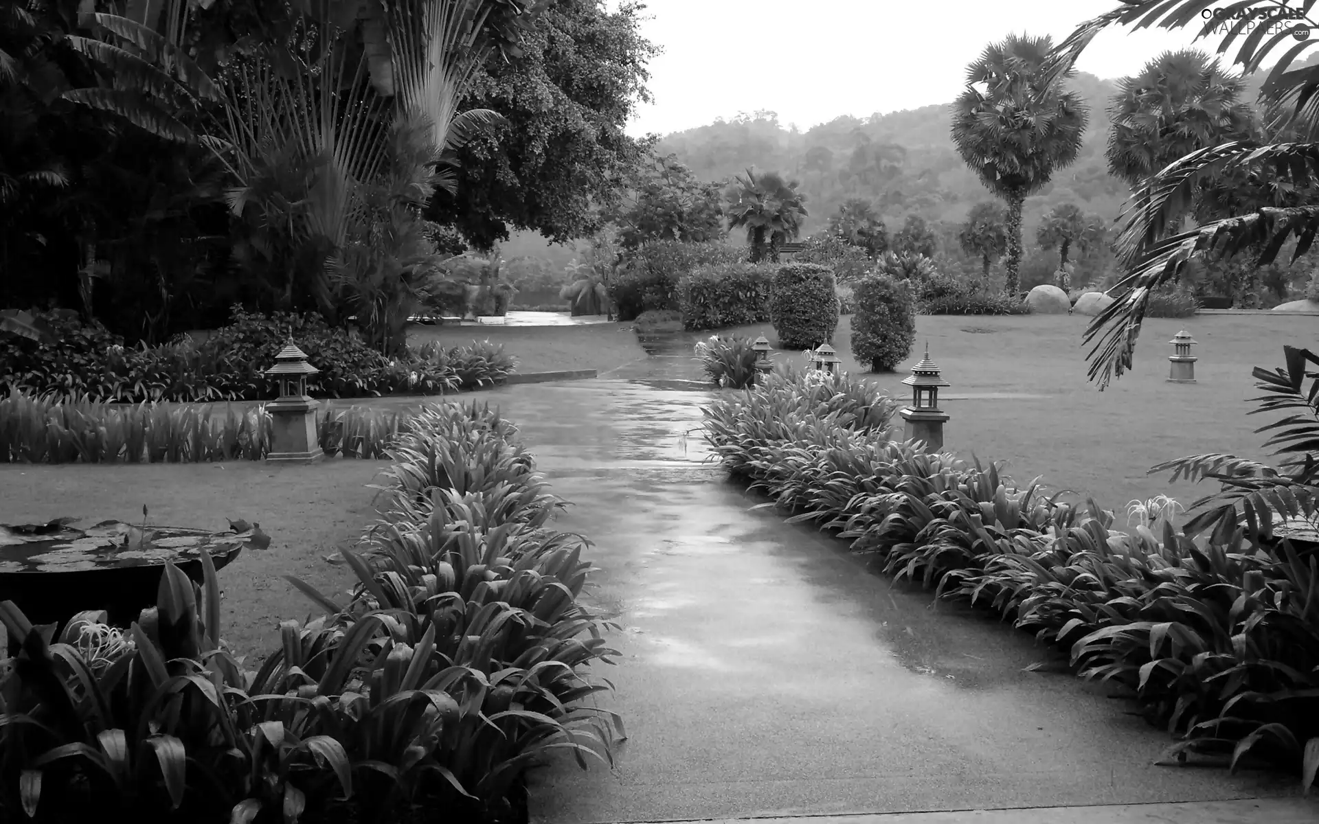 green, Thailand, Park, alley, tropical