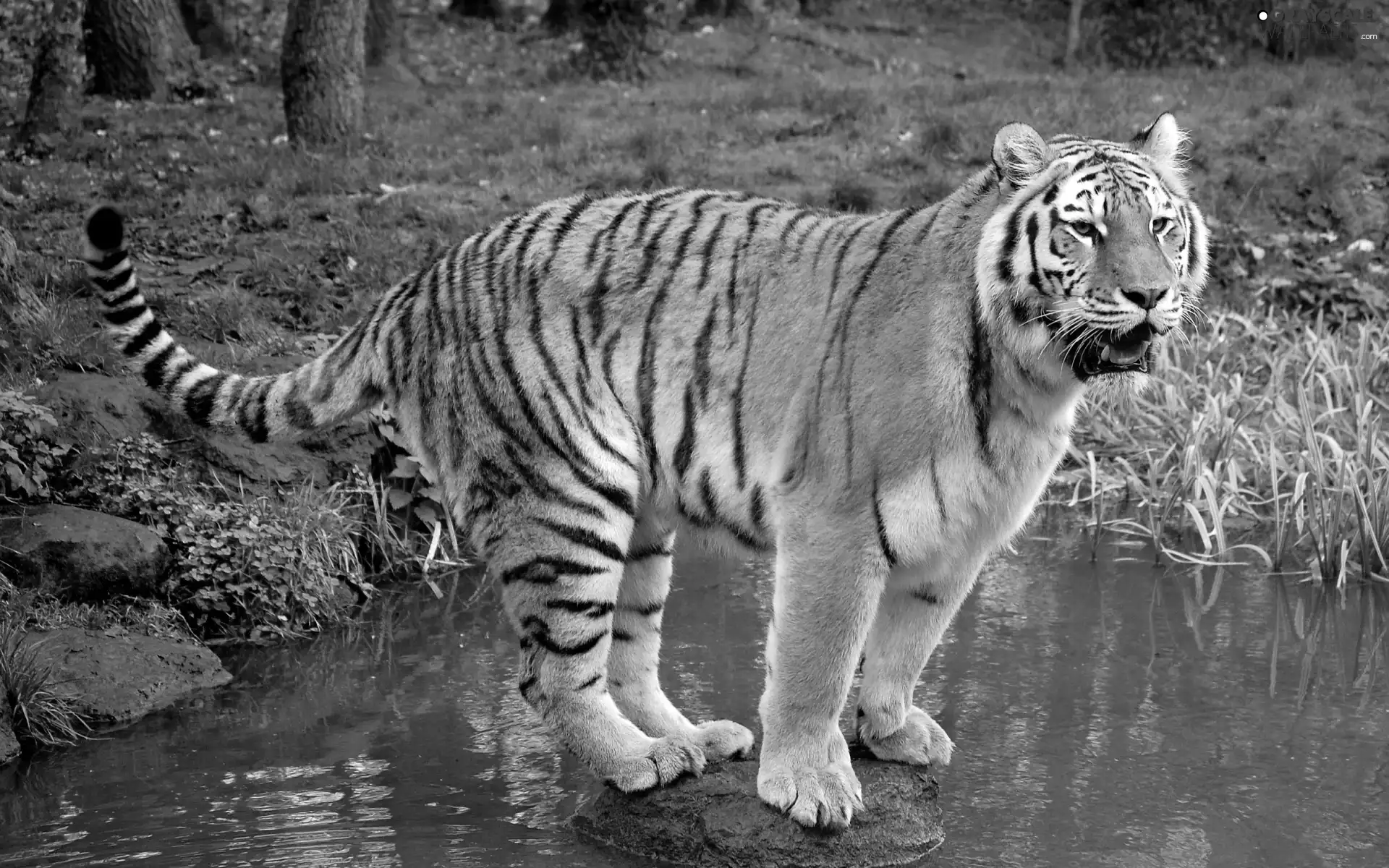 tiger, water, green, Stone