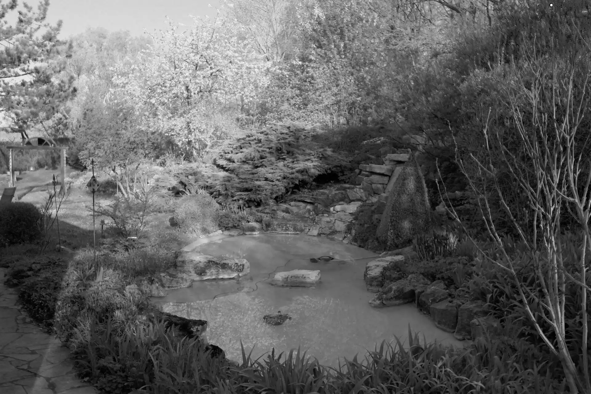 green, Garden, water