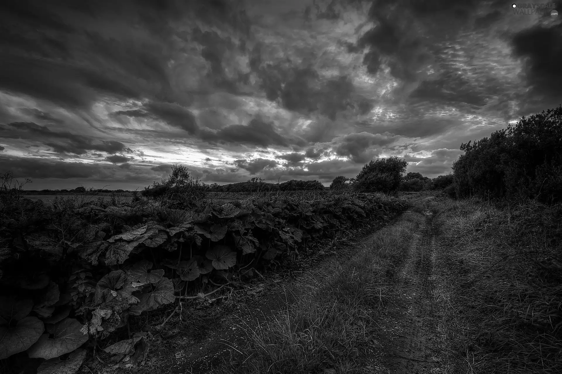green, Clouds, Way