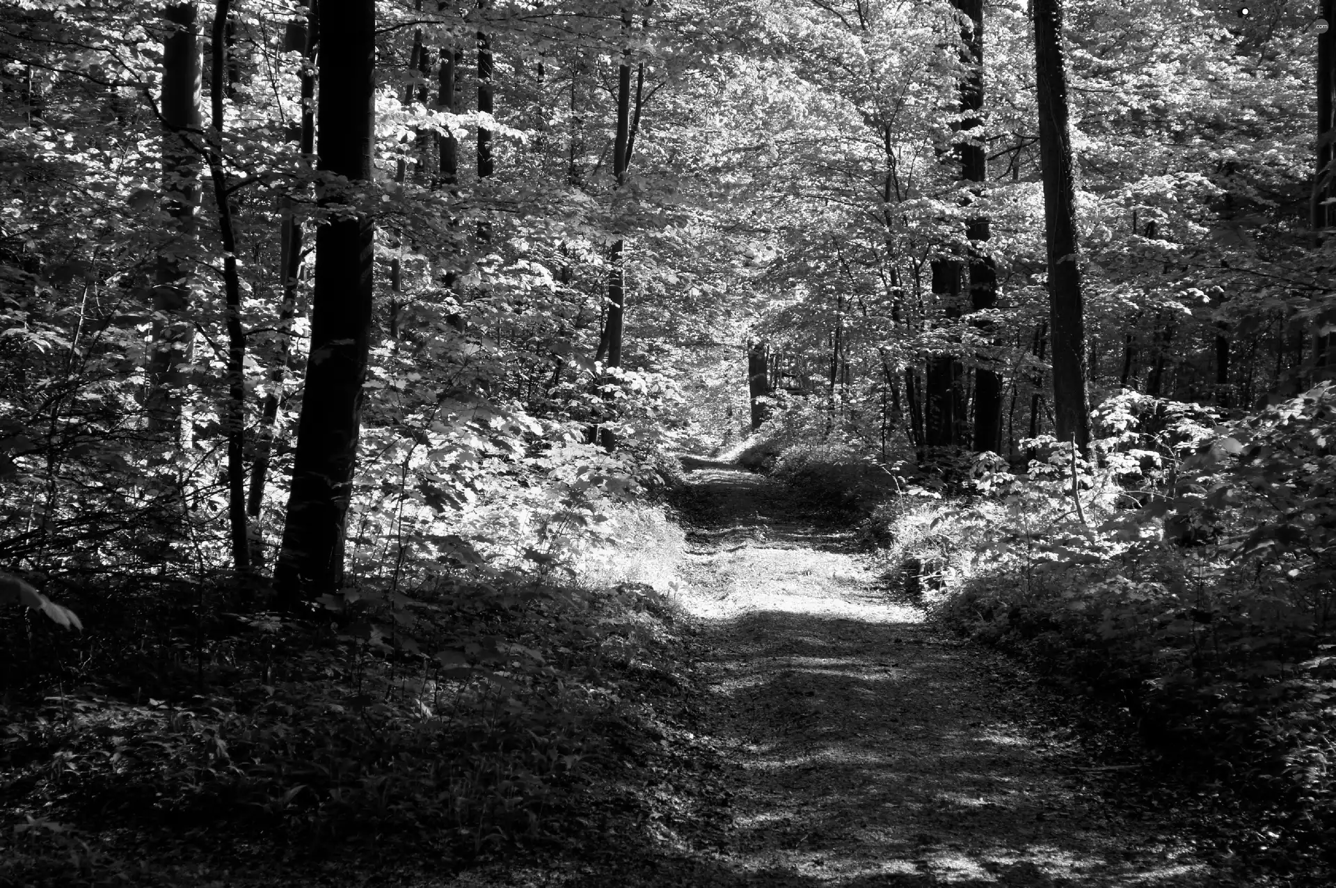 green, forest, Way