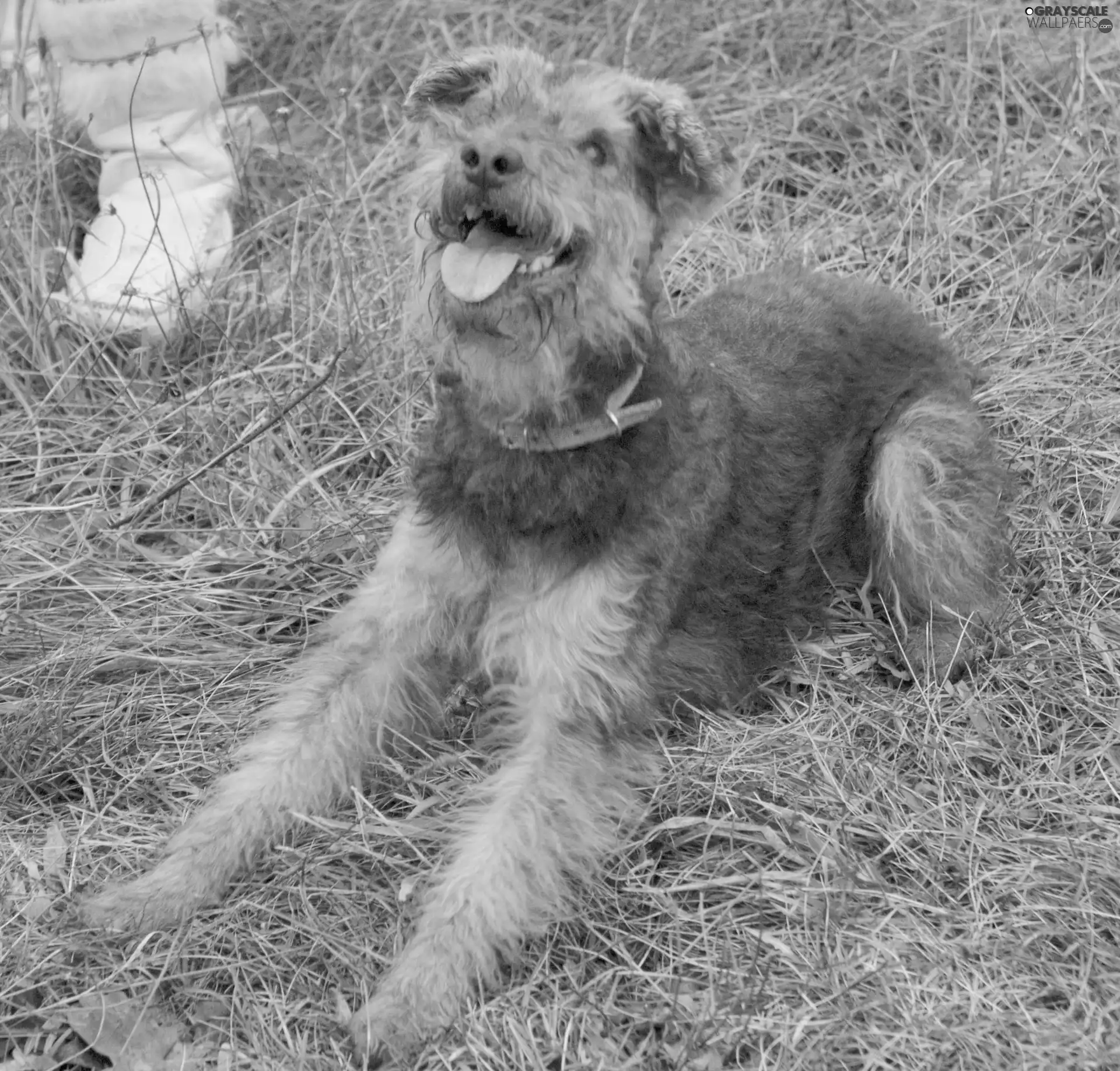 dog-collar, Welsh Terrier, Green