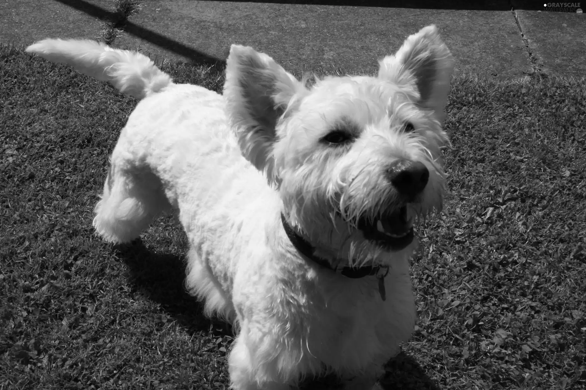 grass, West Highland White Terrier, Green