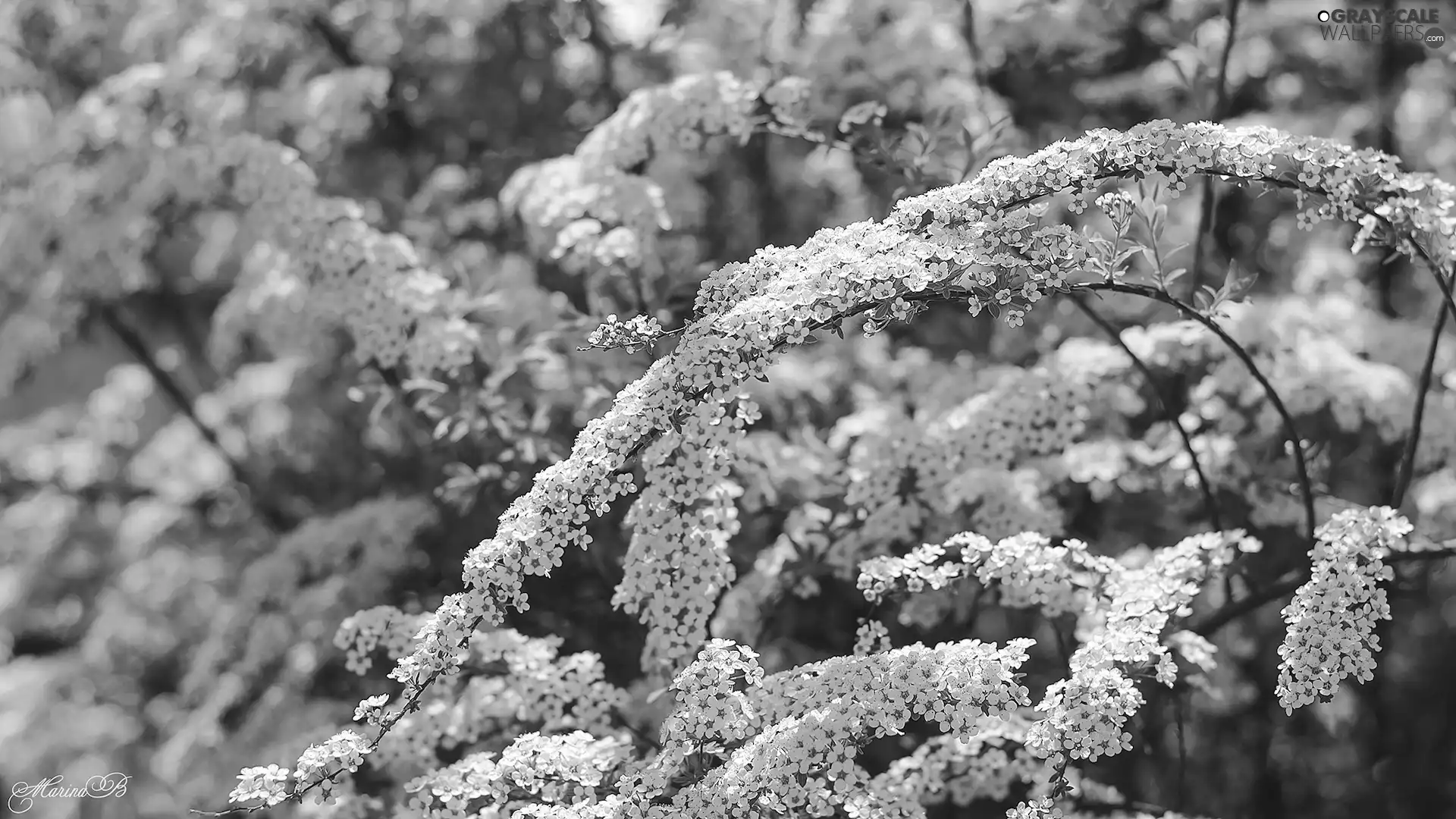 Spiraea Grey, Flowers, White, Twigs