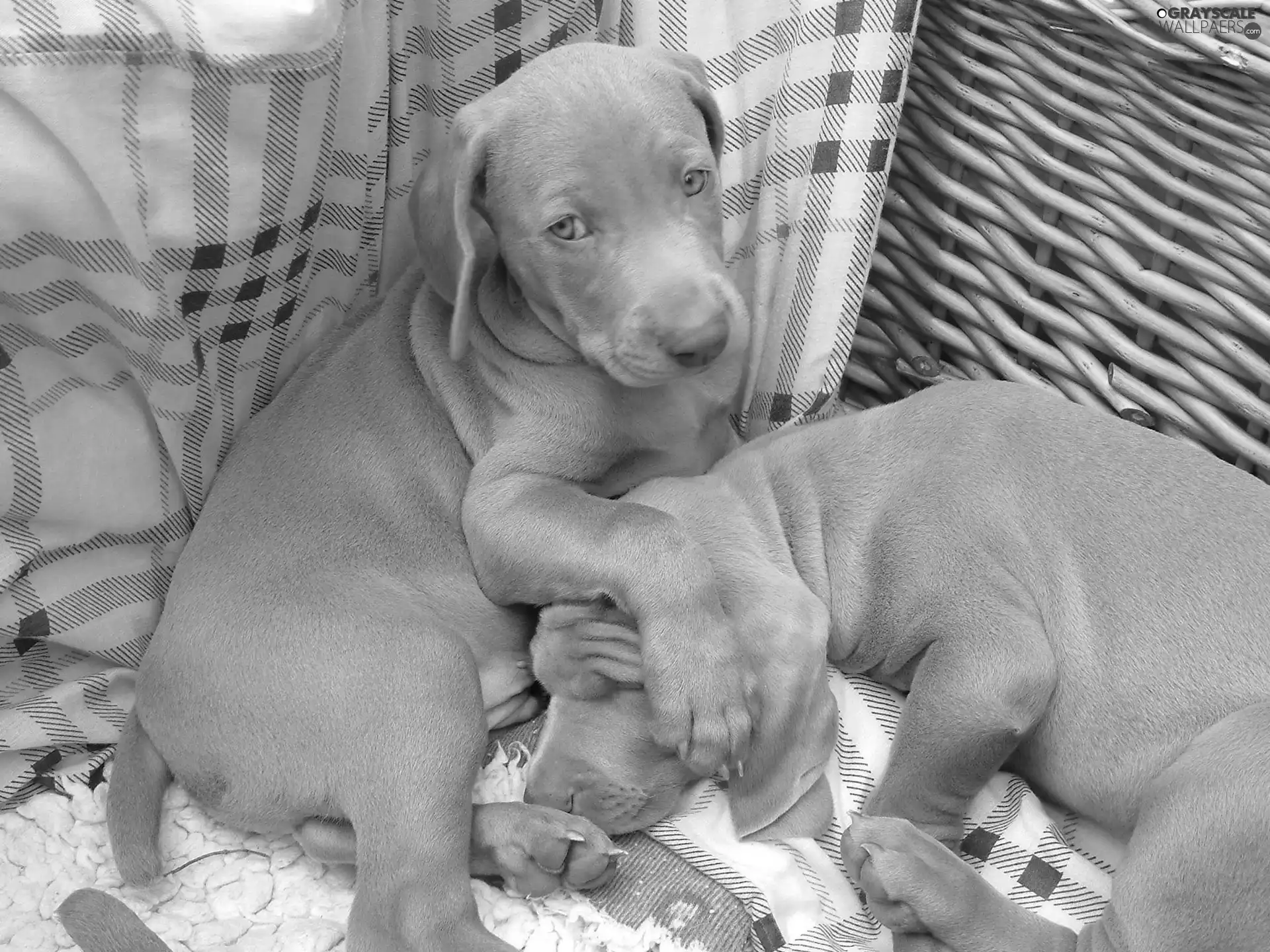 puppies, Two cars, Grey