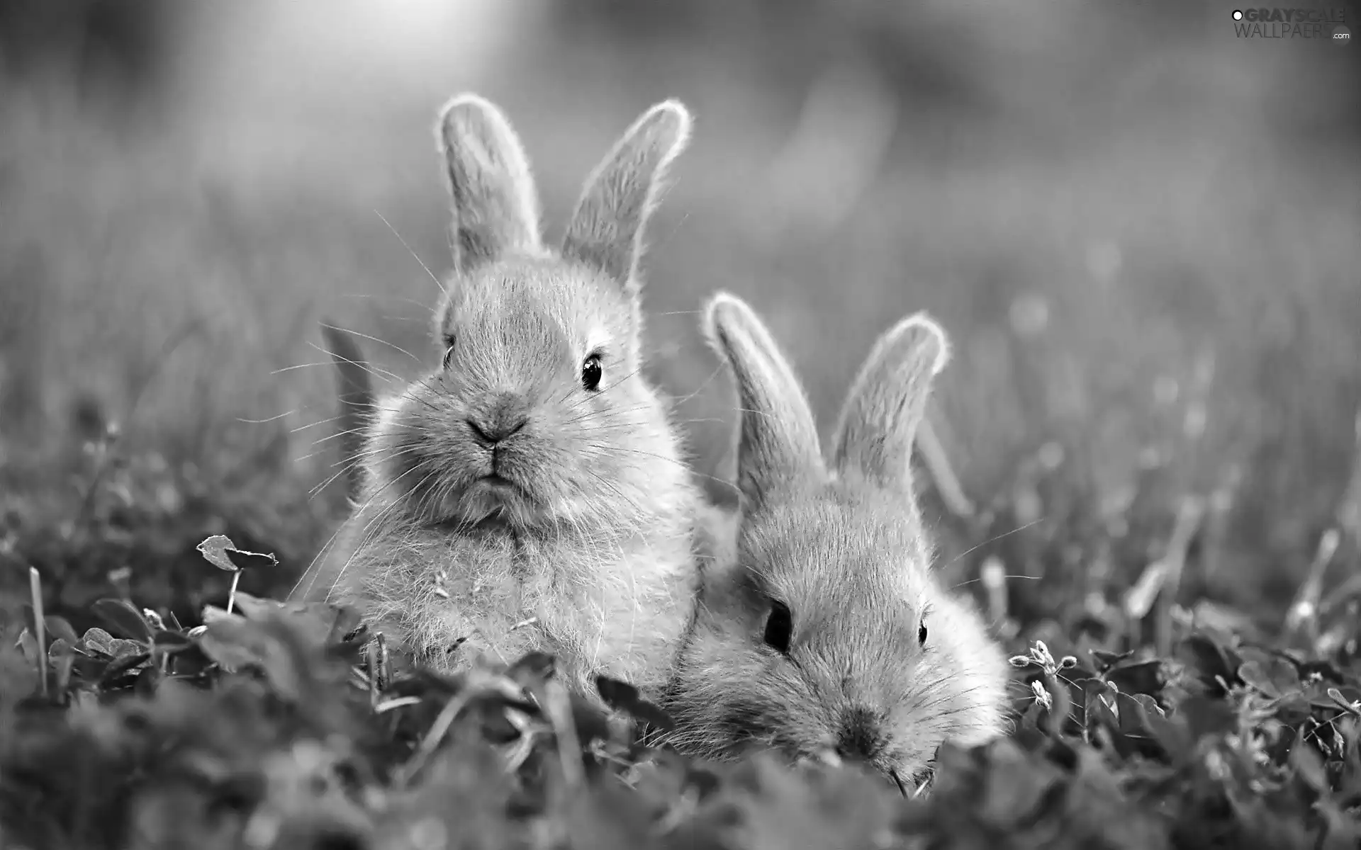 rabbits, Two cars, Grey