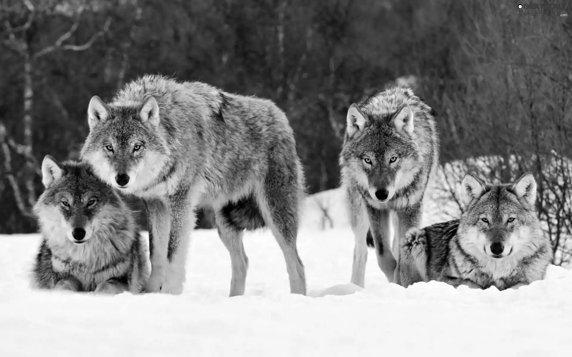 Grey, wolves, forest, Wataha, winter