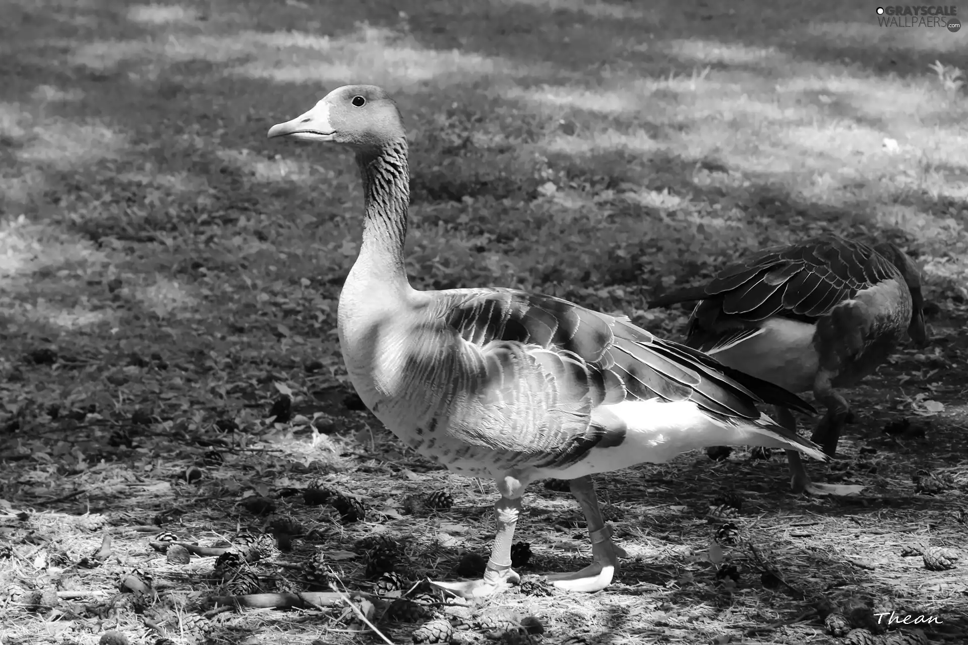 goose, greylag