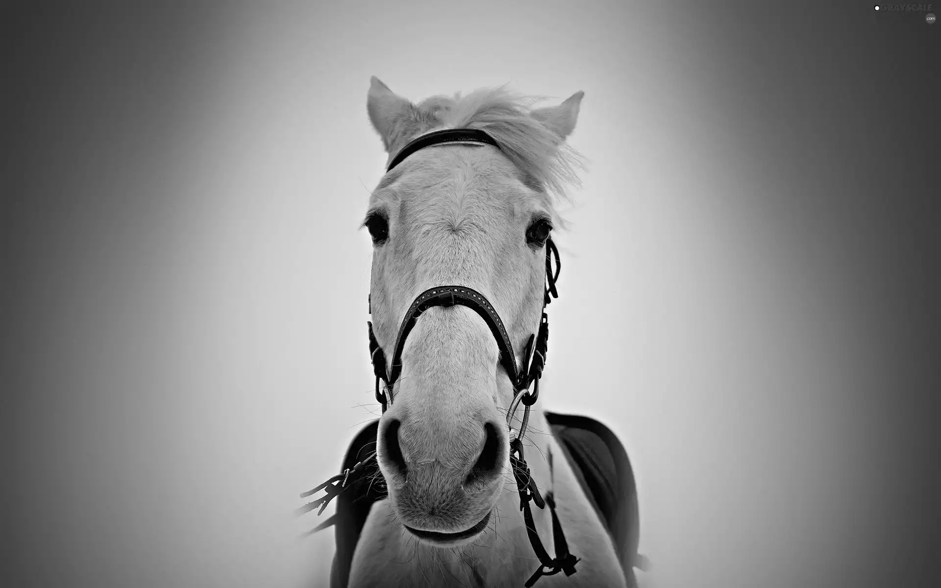 Horse, grizzle
