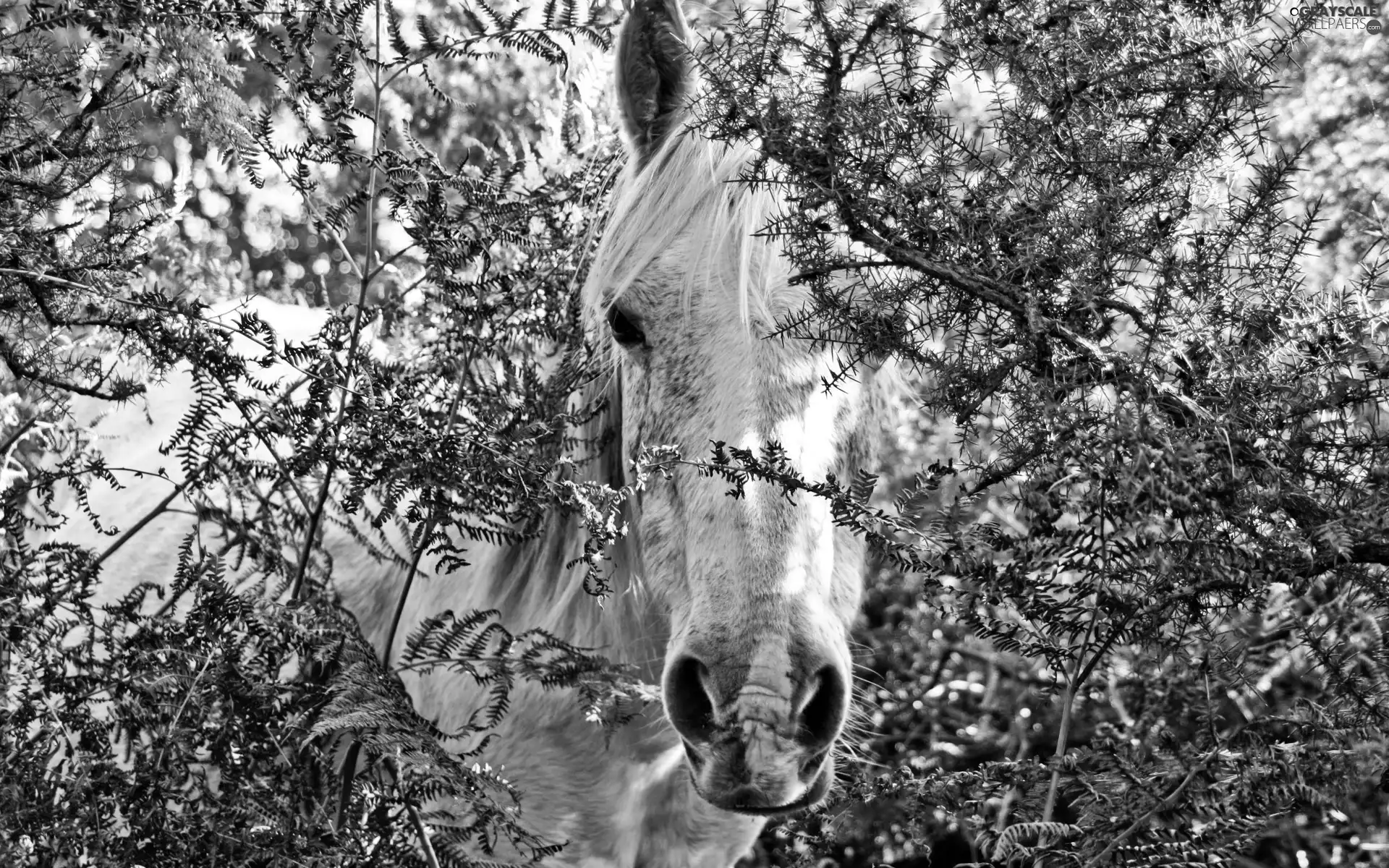 branch pics, Horse, grizzle
