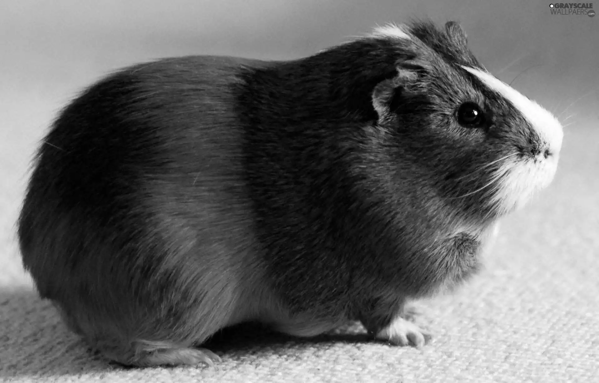 guinea pig, maritime