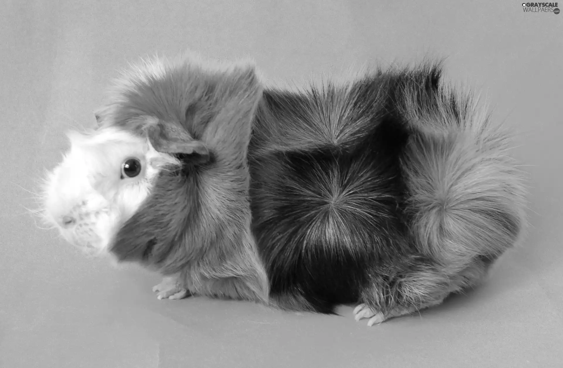 guinea pig, maritime