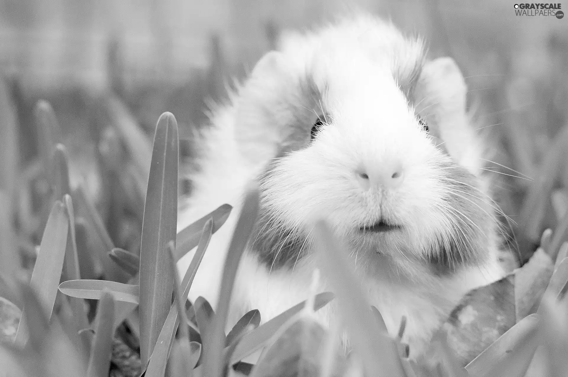 guinea pig, maritime