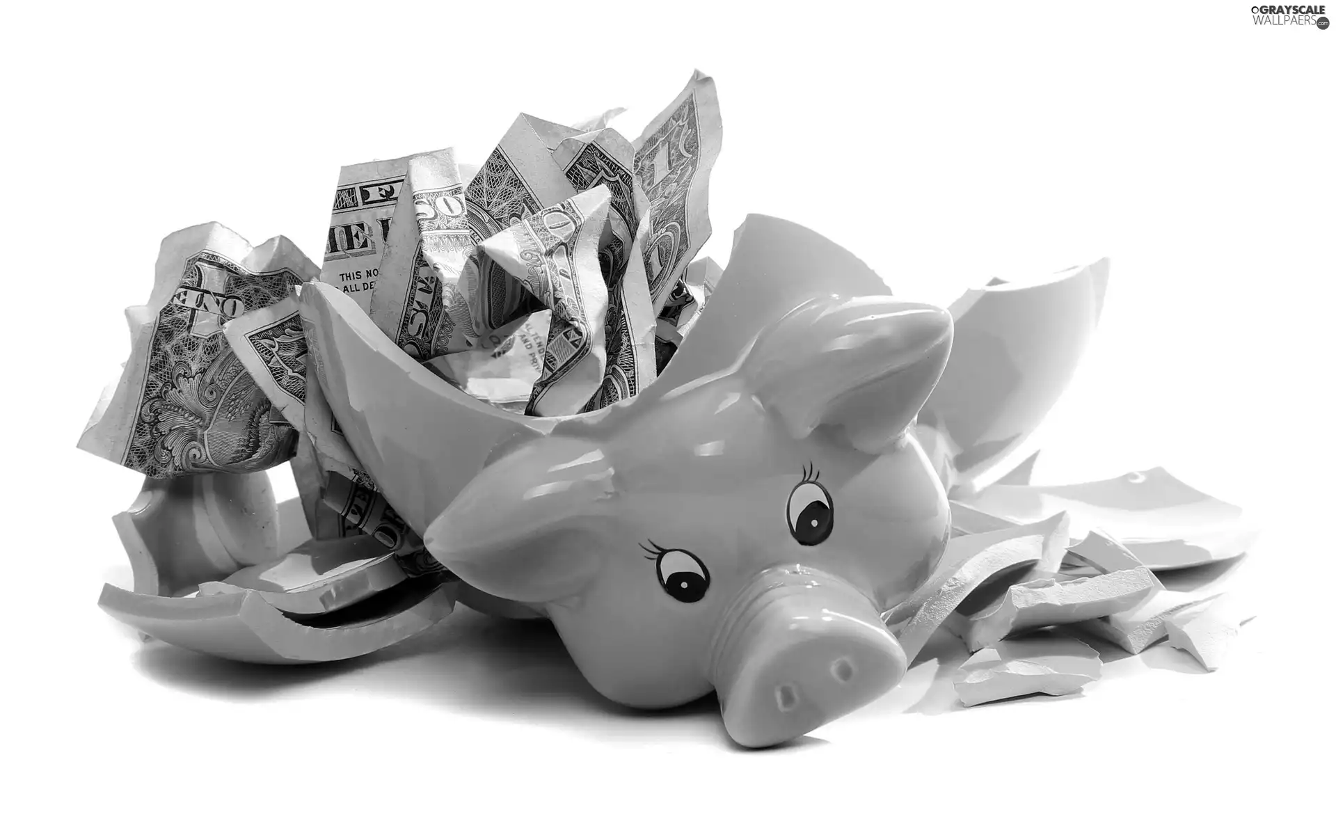 money, piggybank, guinea pig