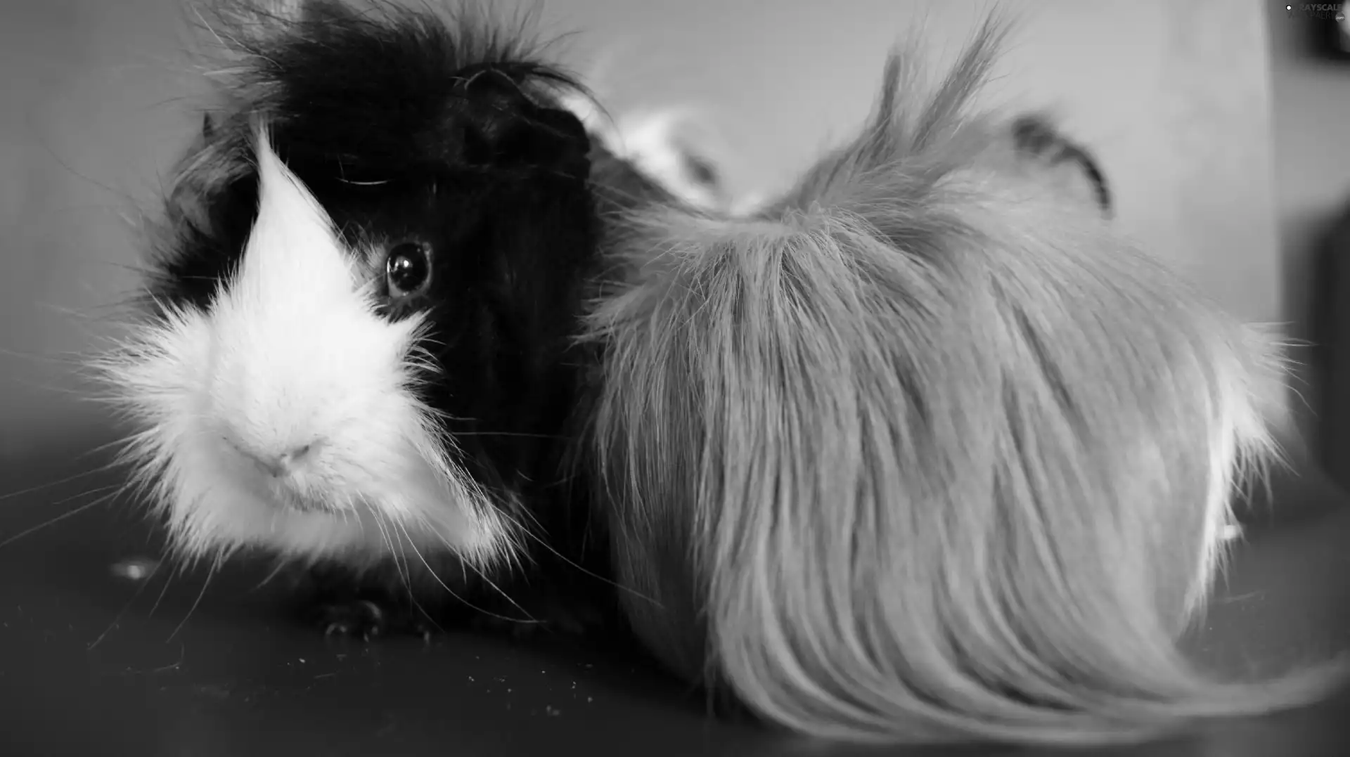 guinea pig