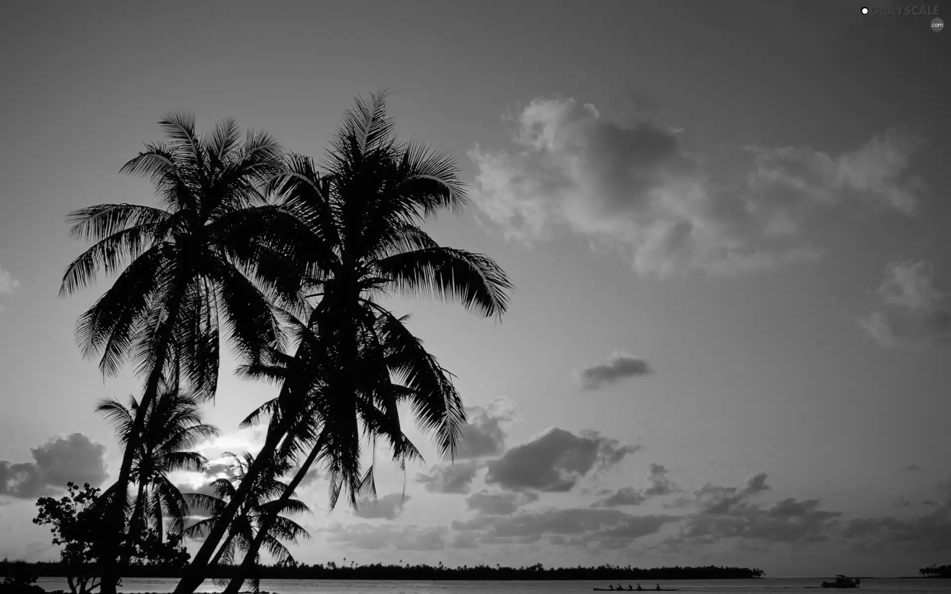 Palms, sun, Gulf, west