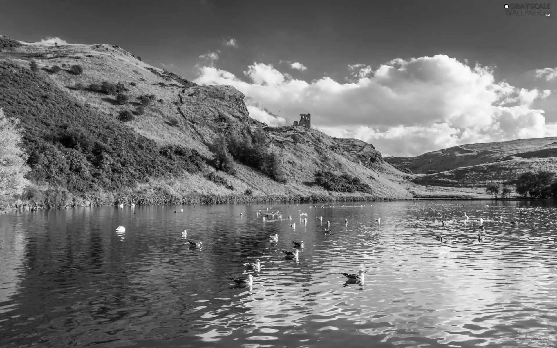 gulls, lake, Mountains