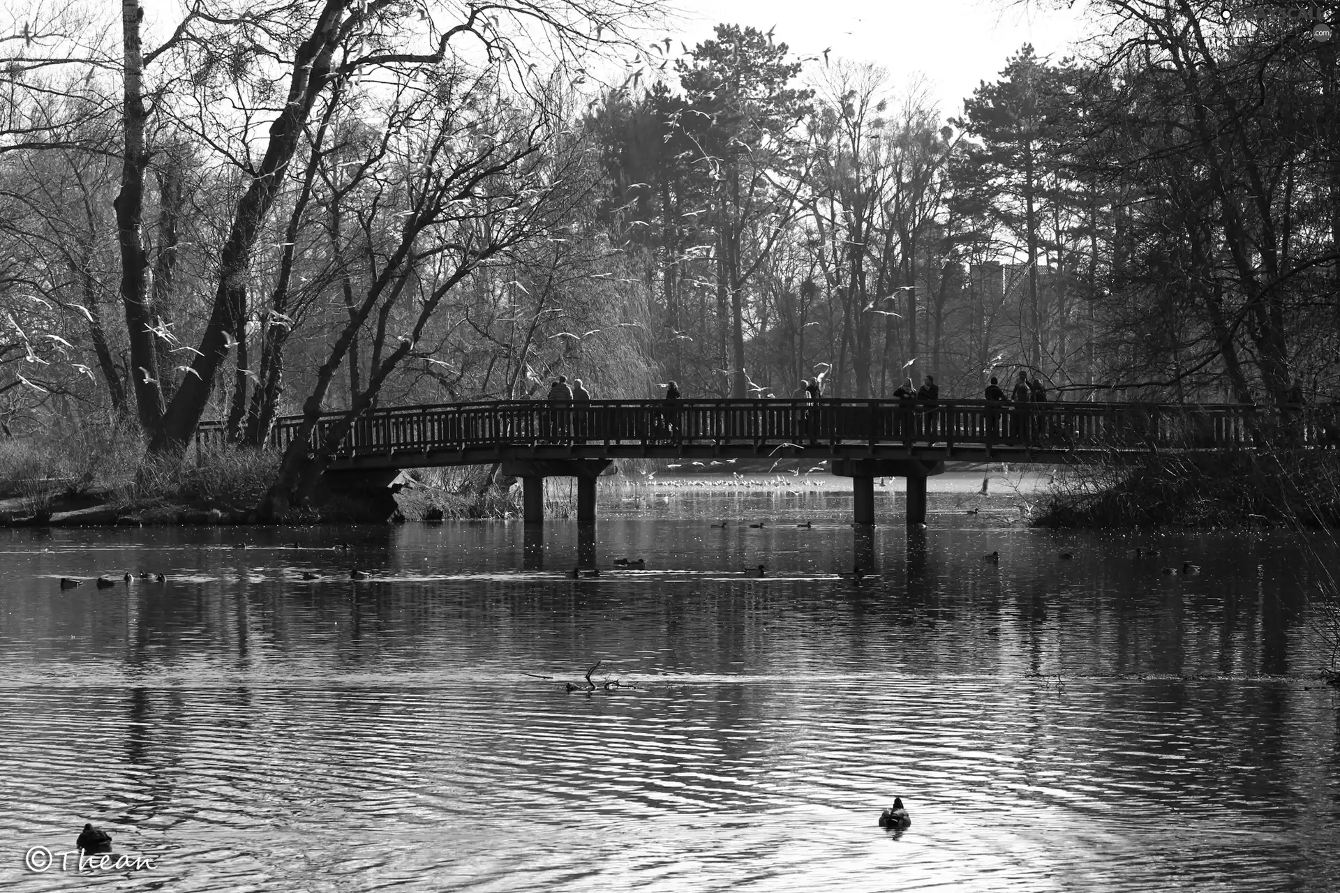 Park, bridge, gulls, lake