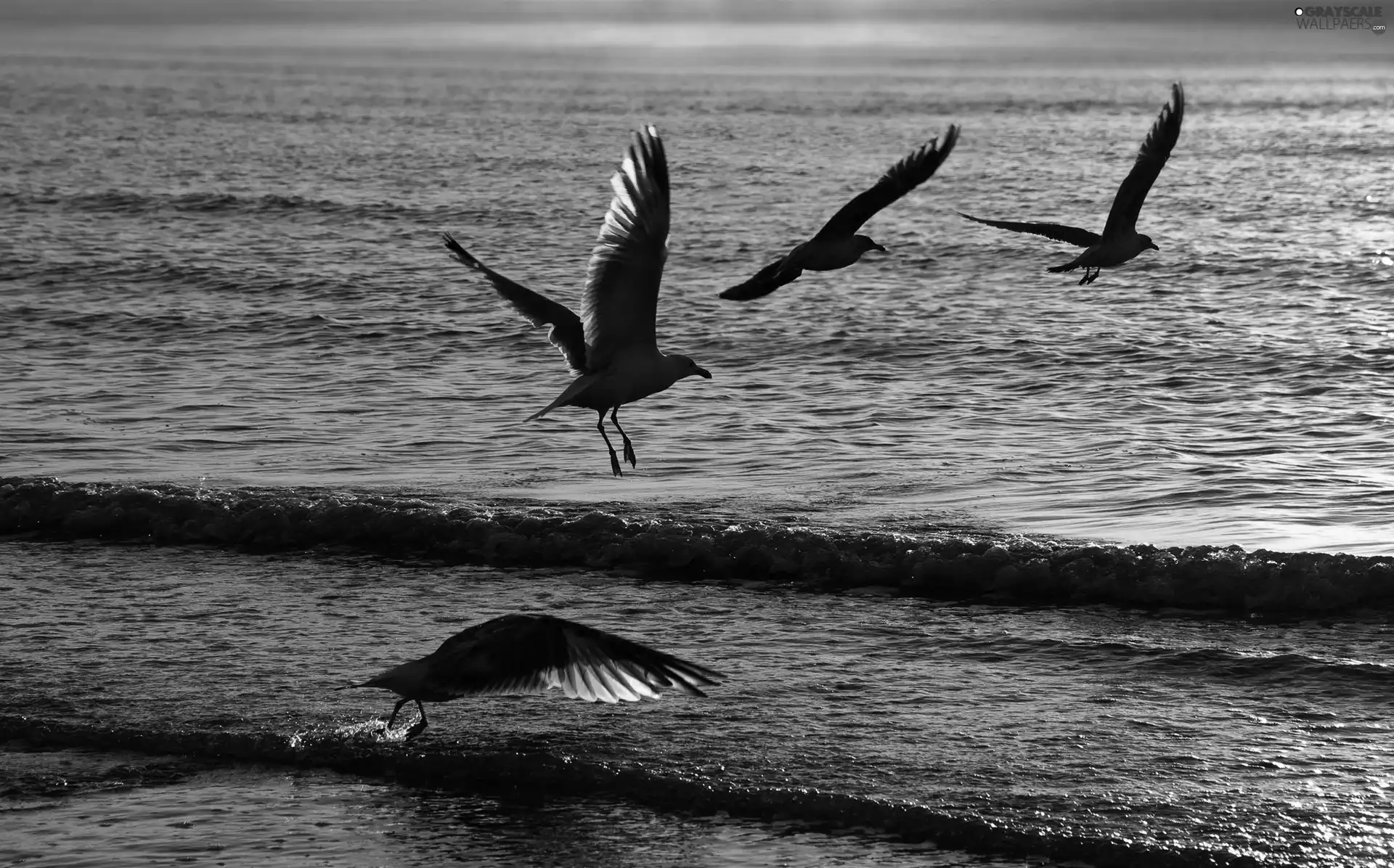 sea, gulls
