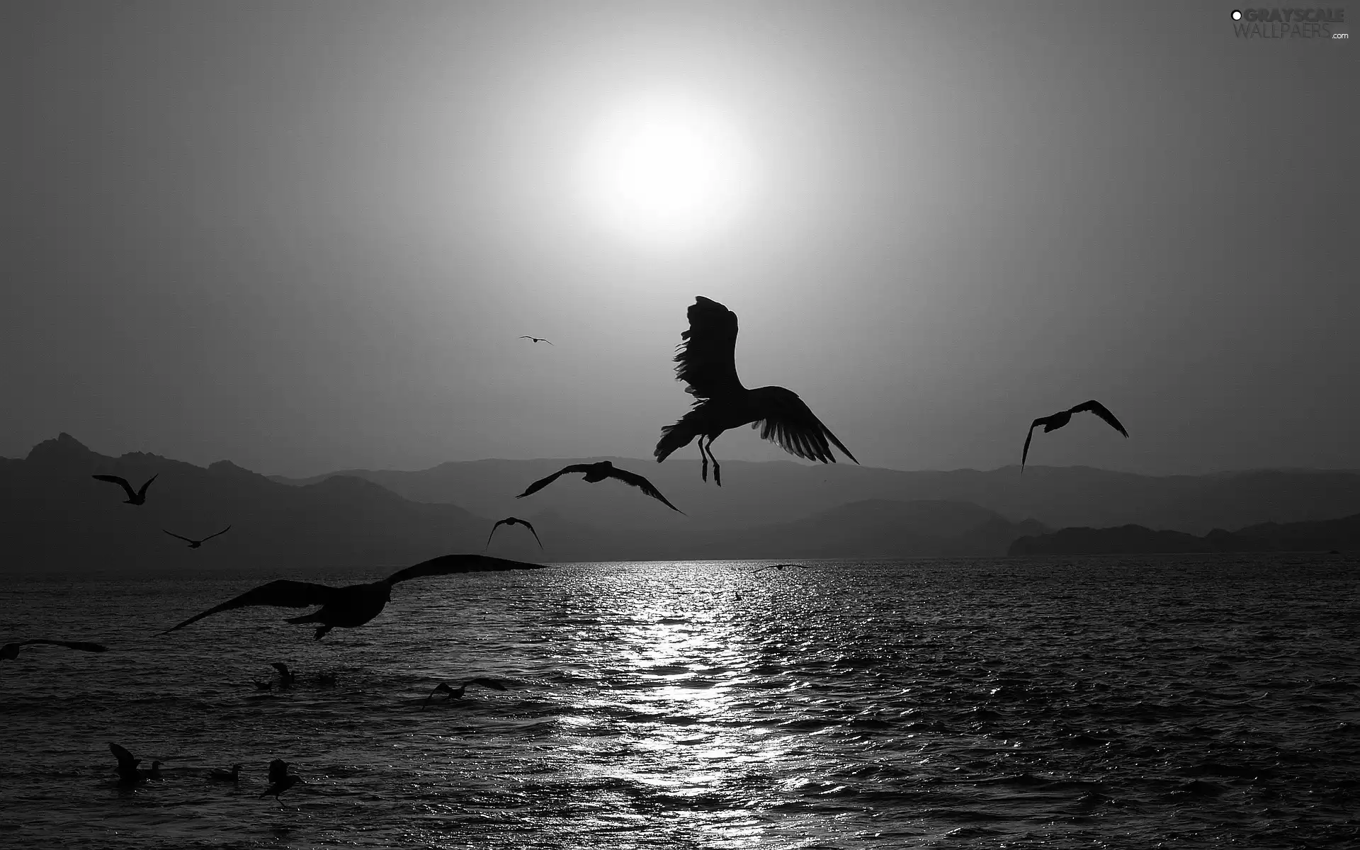 gulls, west, sun