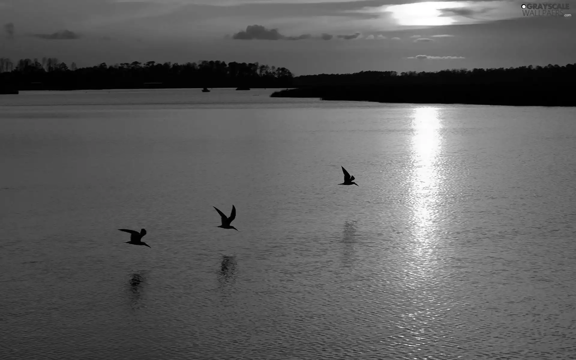 west, sea, gulls, sun