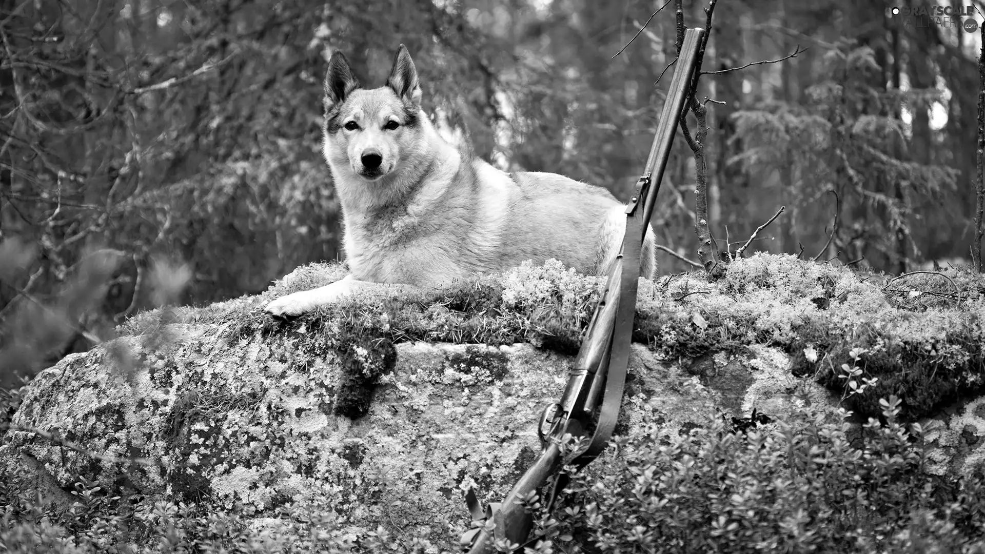 dog, gun