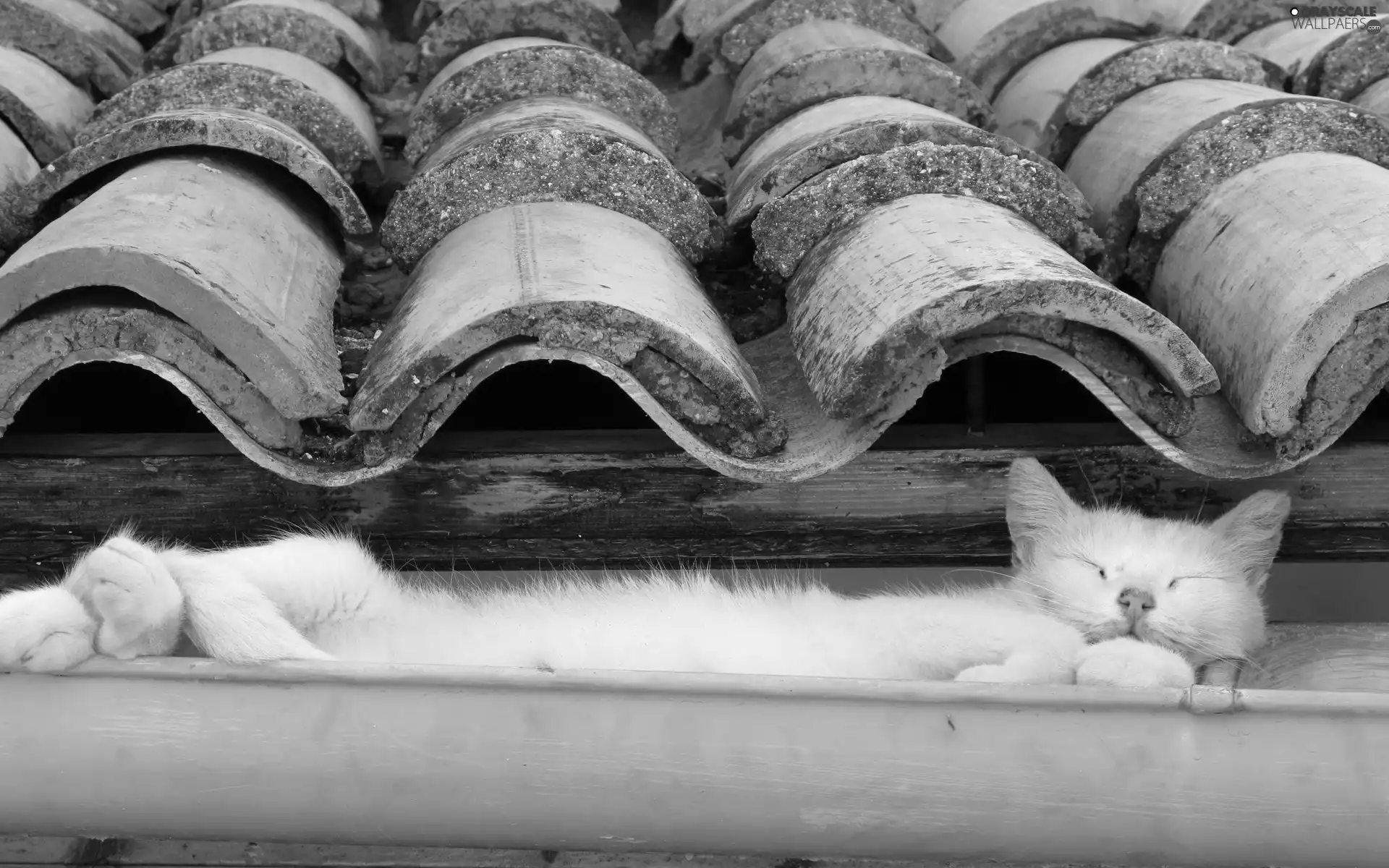 the roof, cat, Gutter