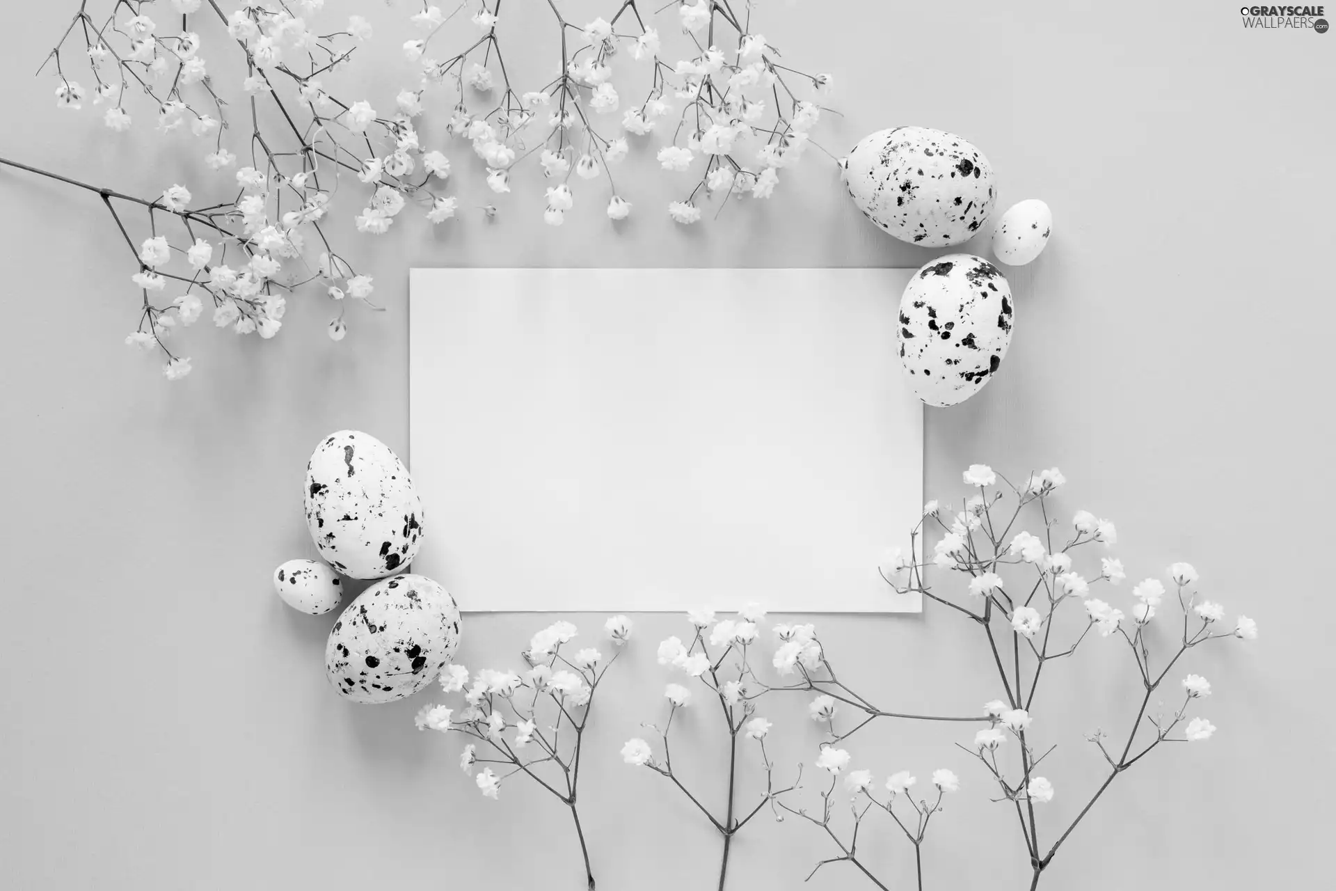 White, Flowers, Easter, Gipsówka, card, eggs, eggs, Gypsophila
