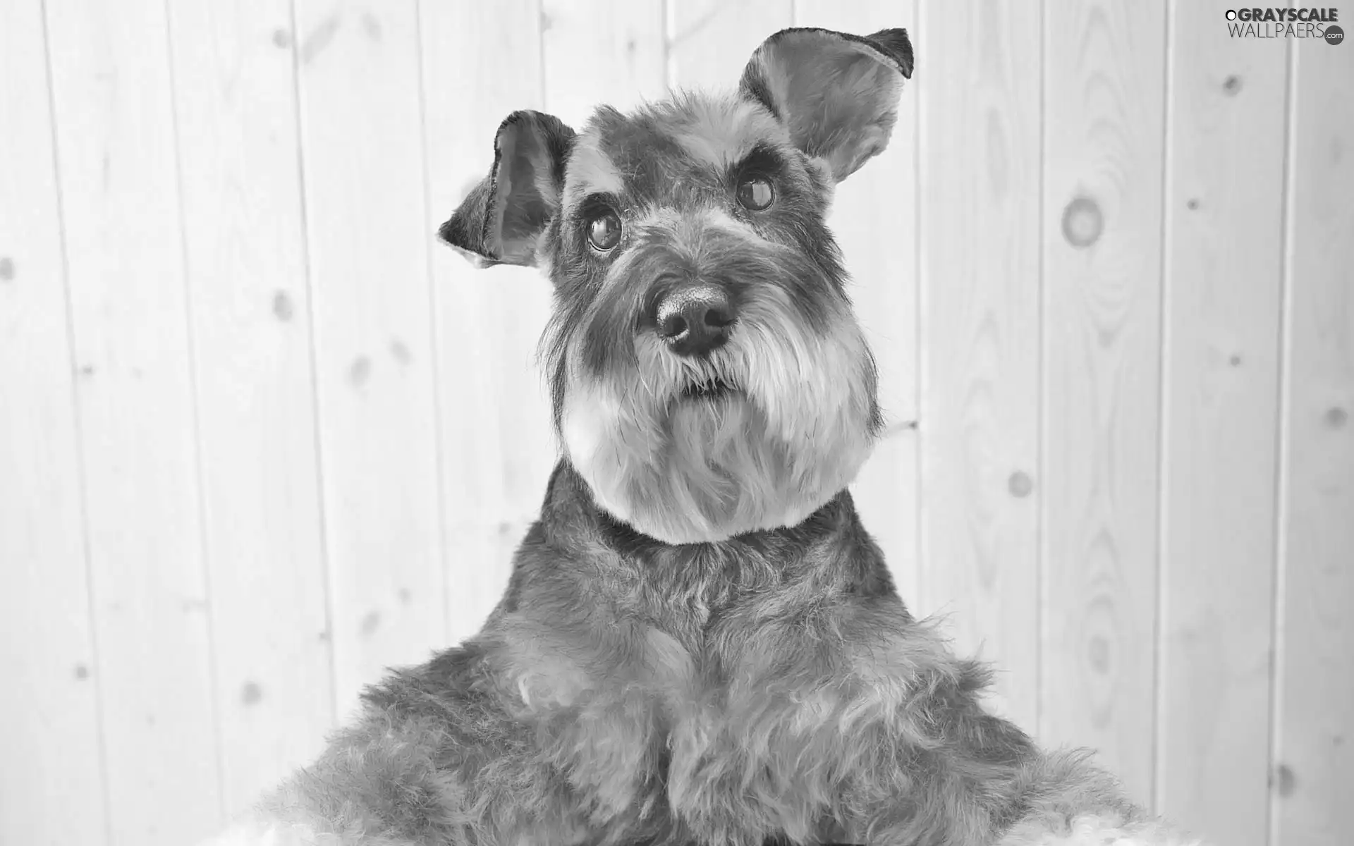 hair, Schnauzer, average