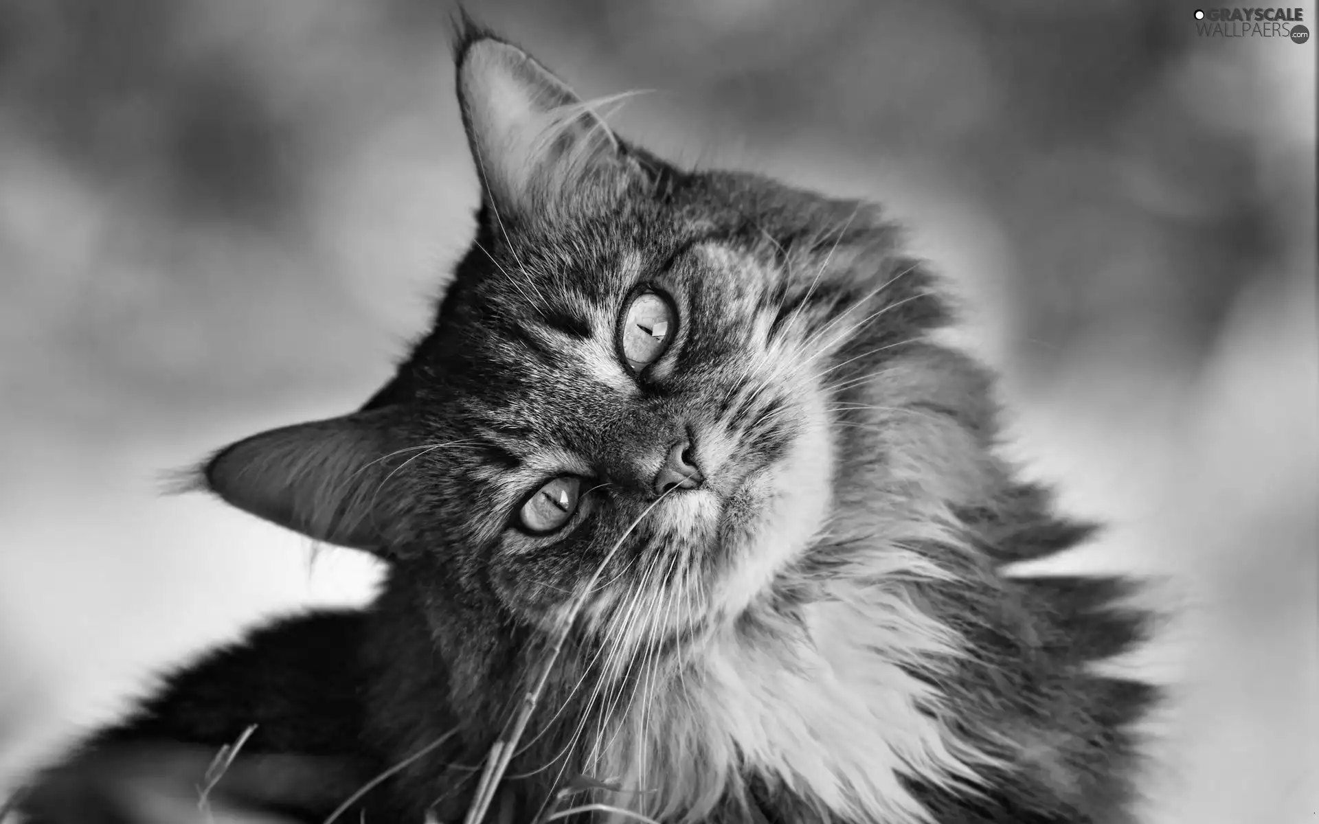 cat, long, hair, muzzle