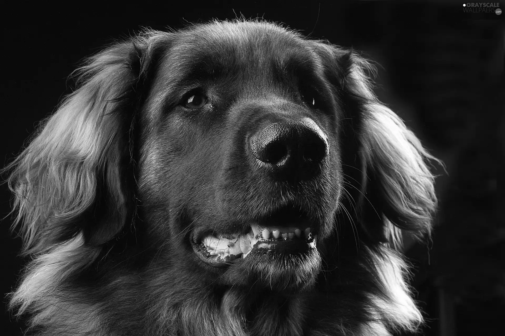 dog, long, hair, black