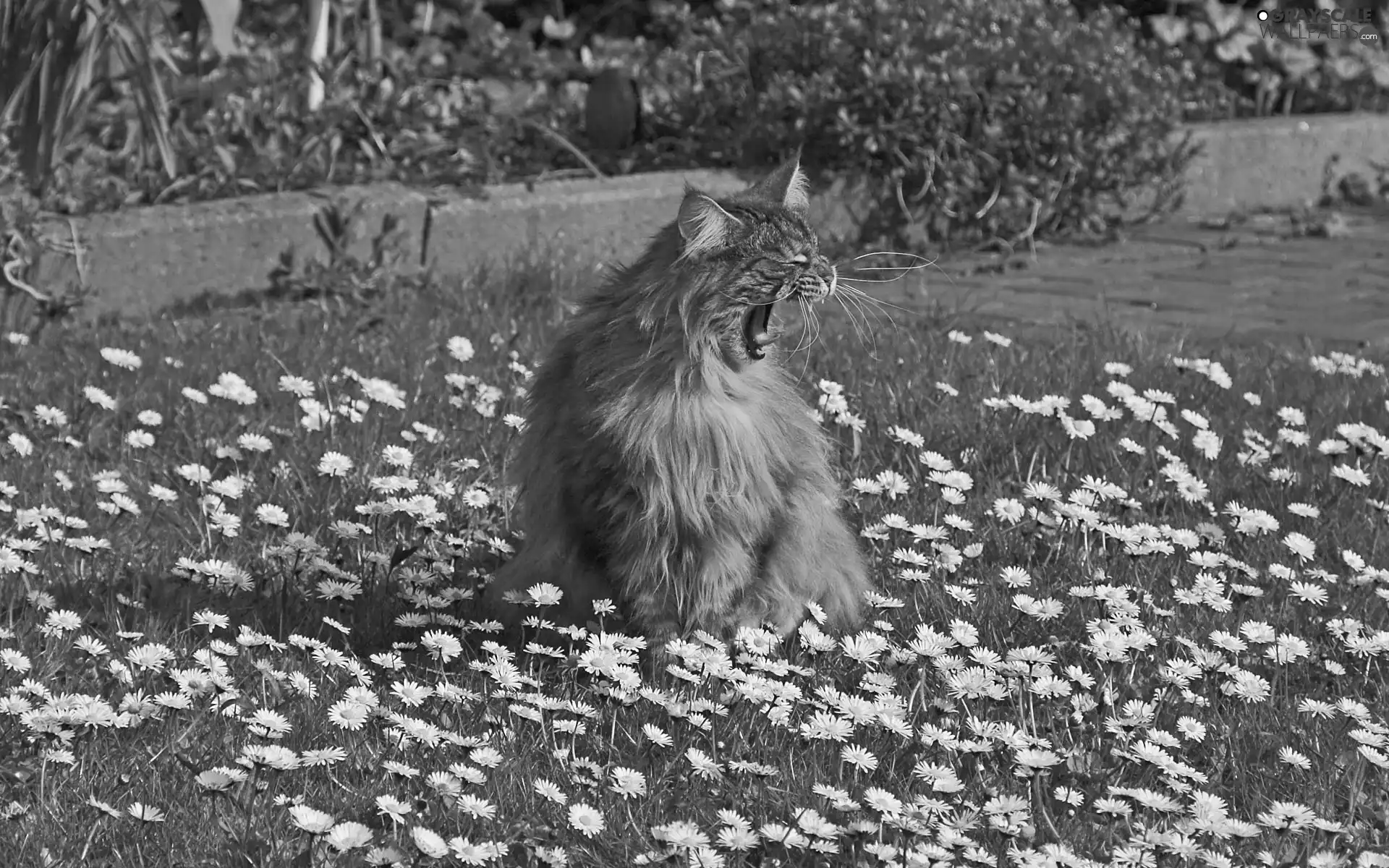 kitten, long, hair, grass