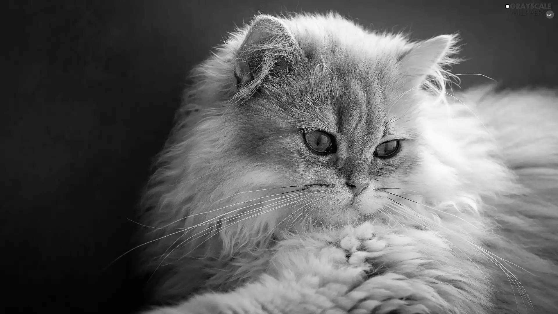 Eyes, British Long-haired Cat, green ones