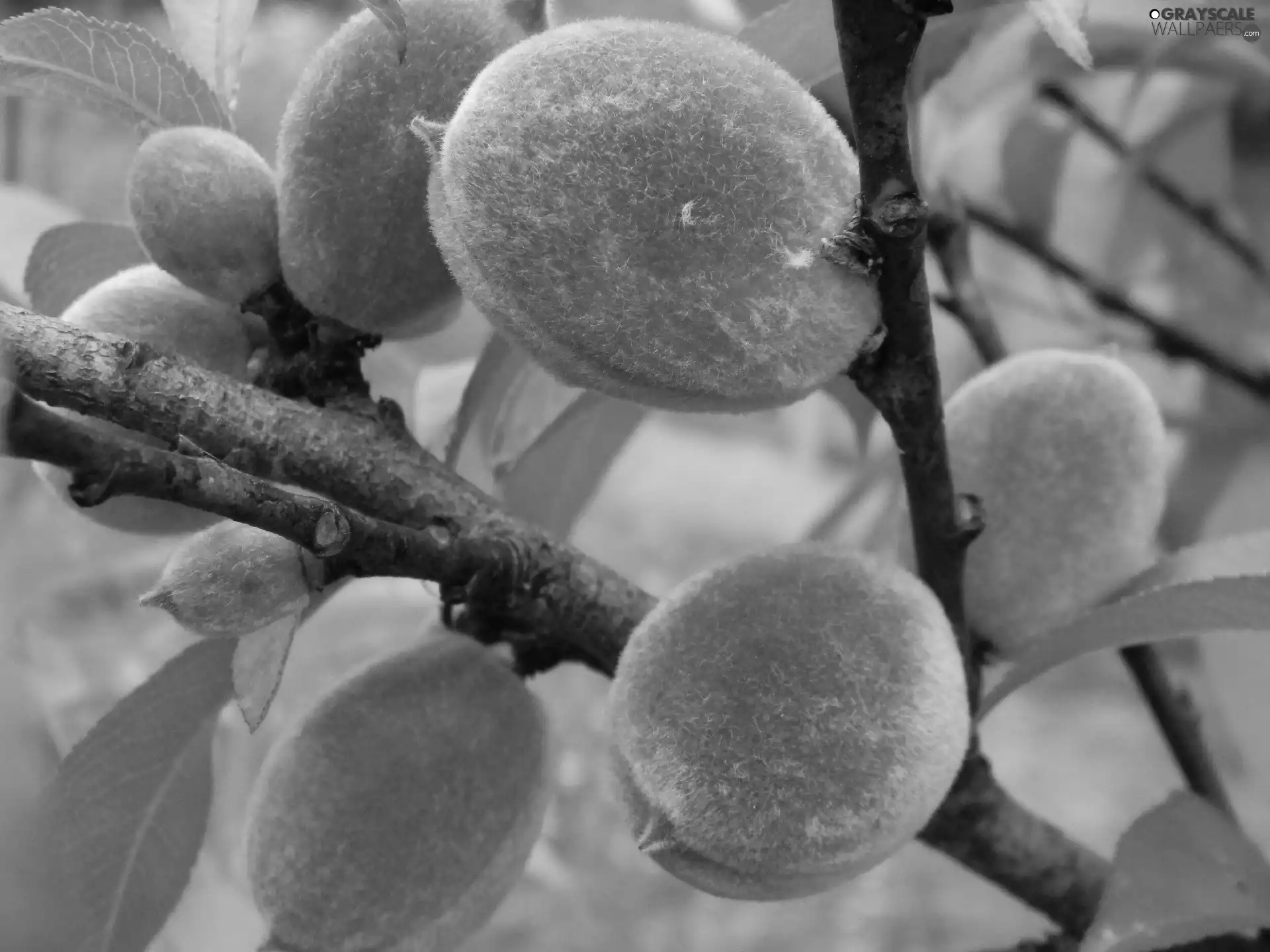Hairs, maturing, peaches