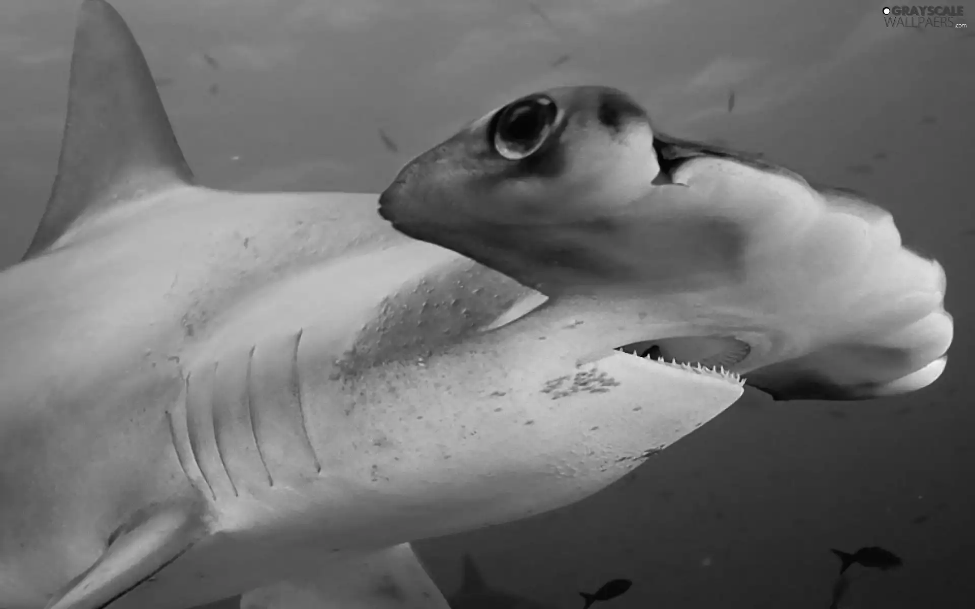 shark, hammer