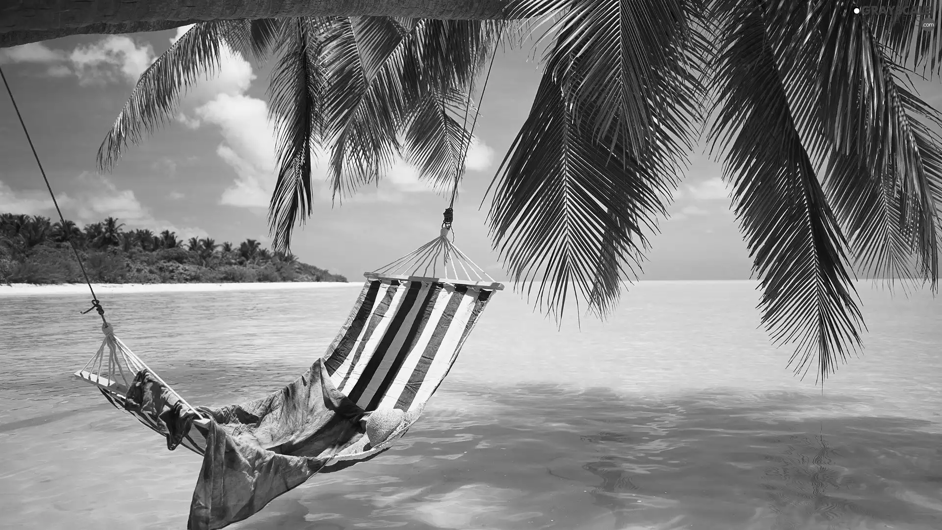 Hammock, sea, Palms