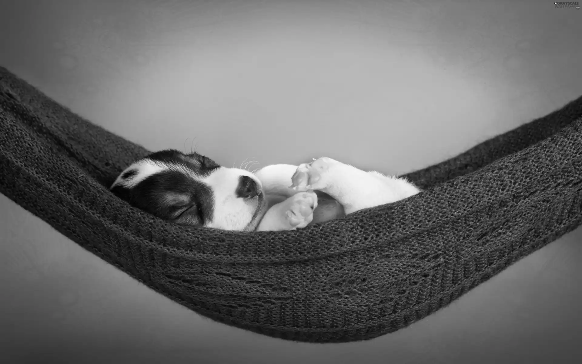 Hammock, sleepy, Puppy