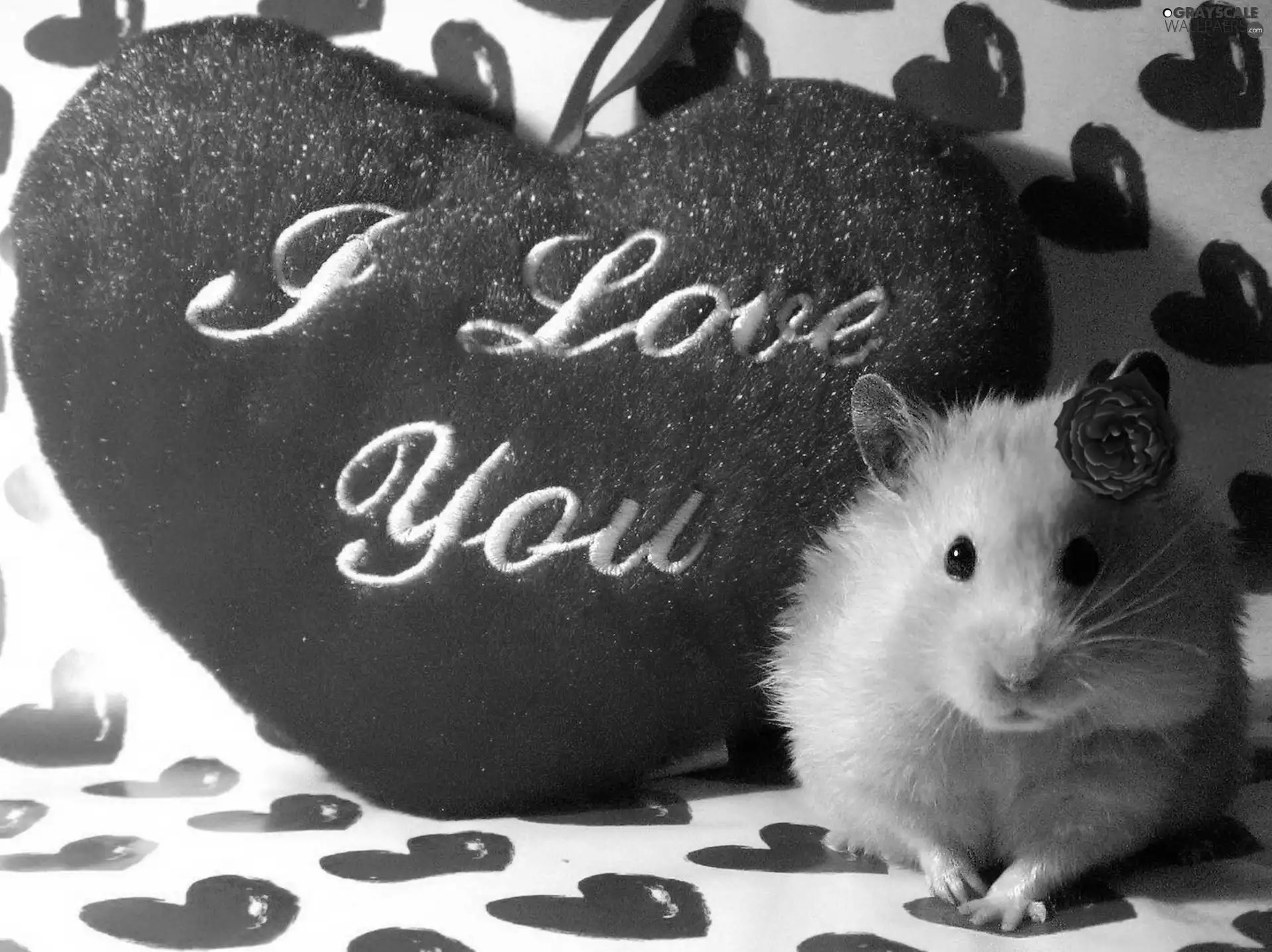 hamster, Heart, text