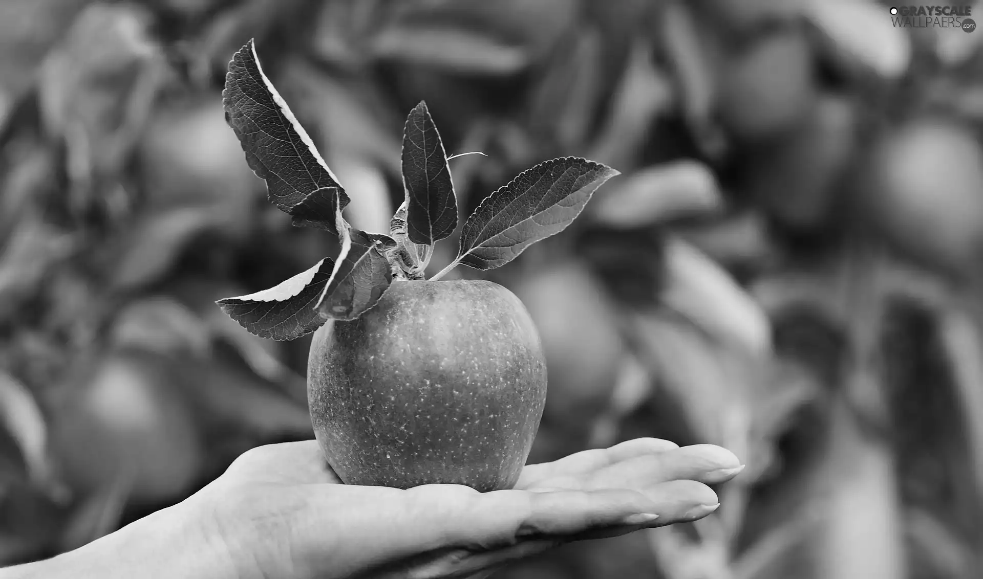 hand, Apple